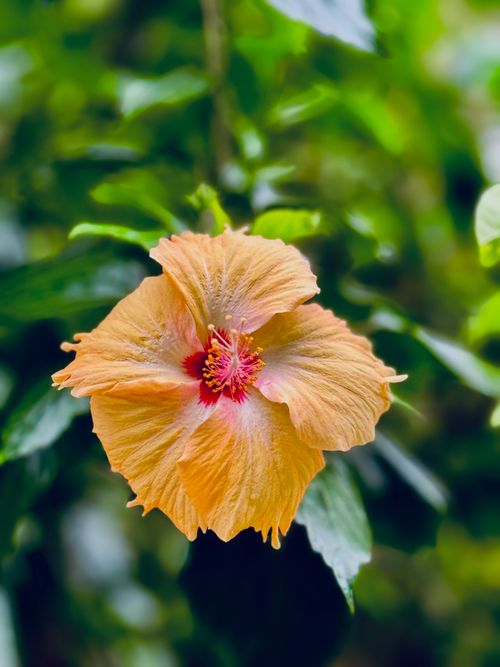 Vibrant Yellow Hibiscus in Bloom Outdoors · Free Stock Photo