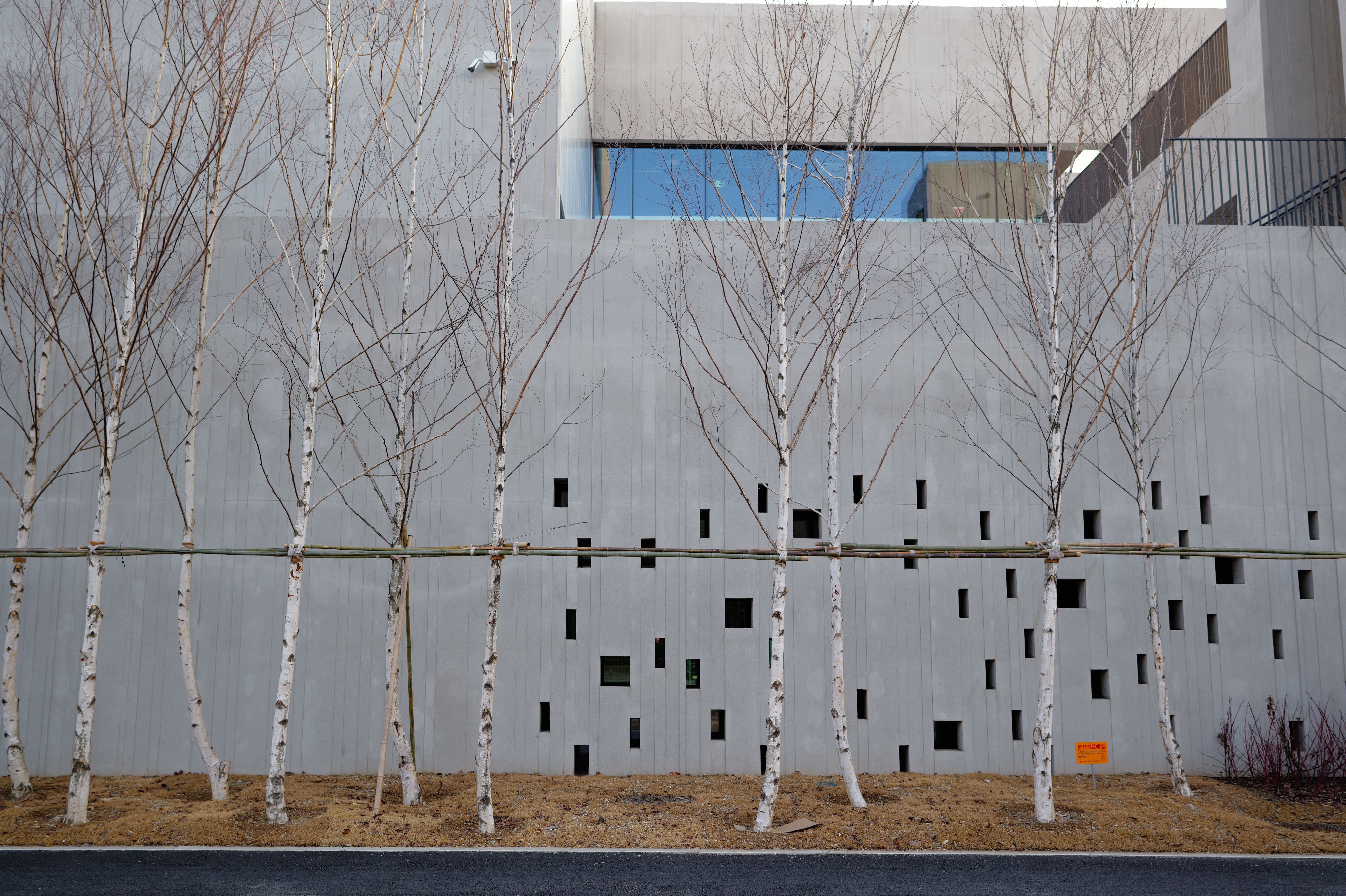 Modern Architecture with Birch Trees · Free Stock Photo