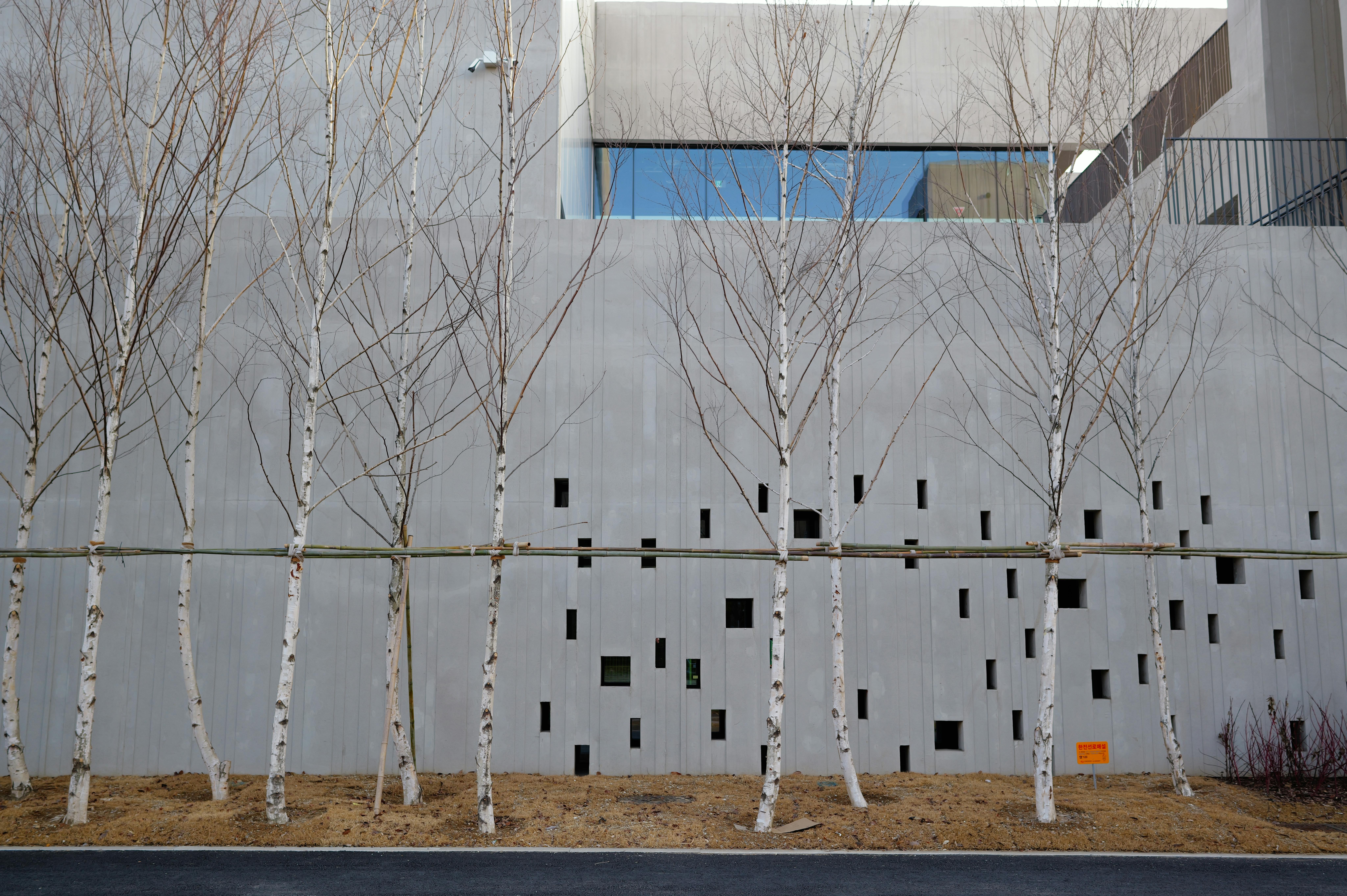 Zadarmo Betónová stena s minimalistickým dizajnom orámovaná brezami v zimnom prostredí. Fotka z fotobanky