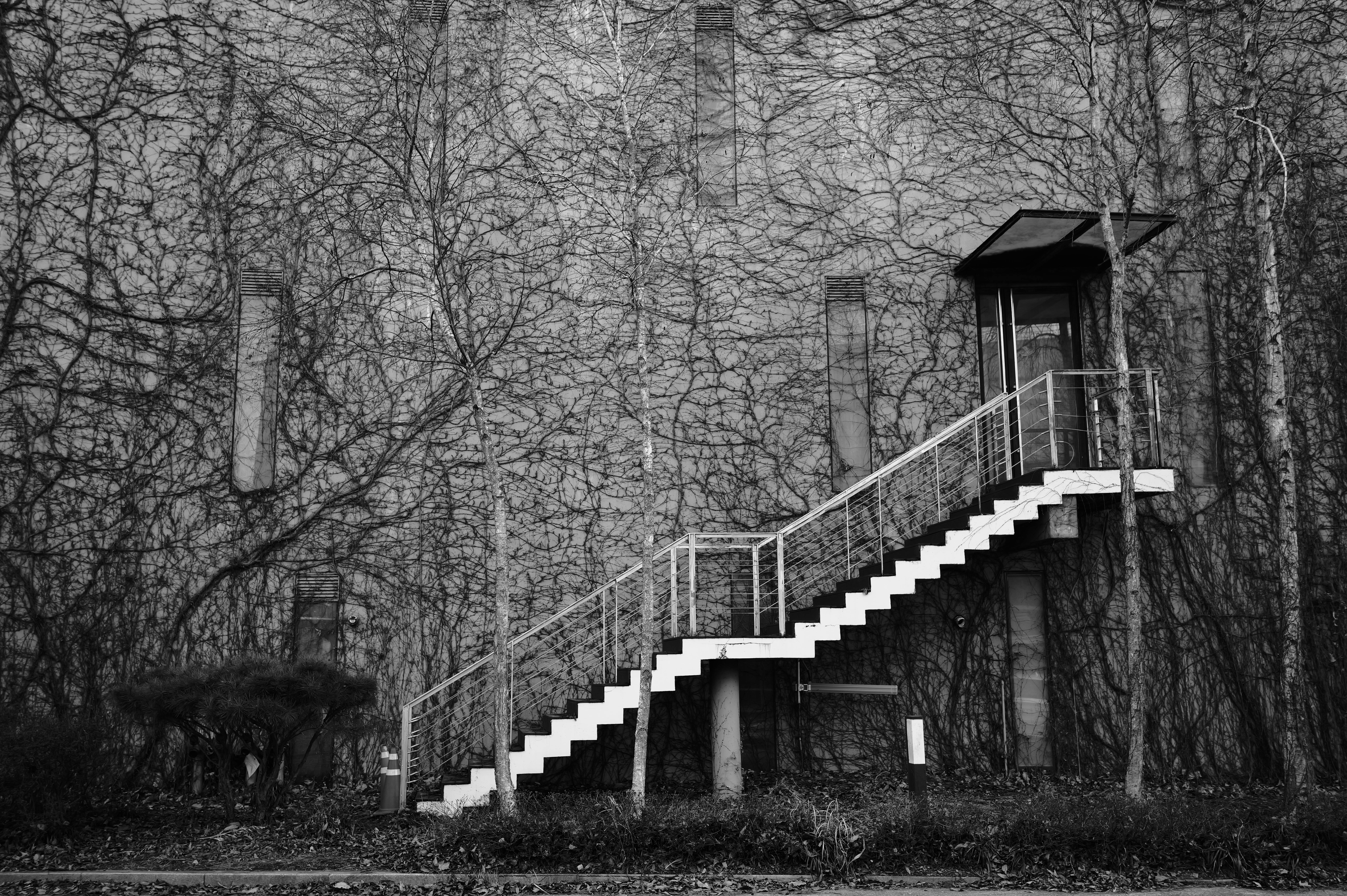 Zadarmo Čiernobiely obraz vonkajšieho schodiska na pozadí steny obrastenej viničom, ktorý vyžaruje vintage nádych. Fotka z fotobanky