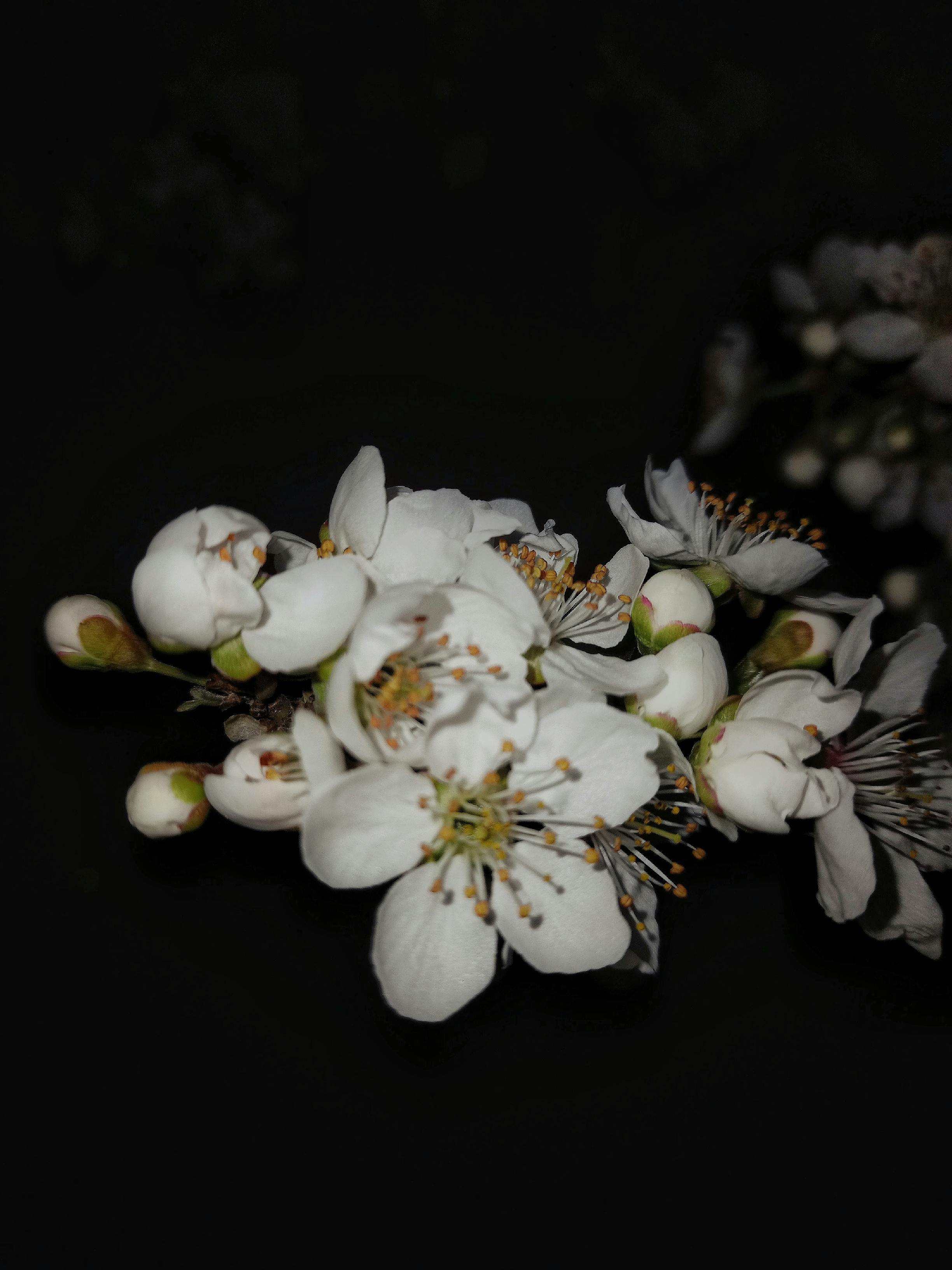 bezplatná Bílé květy v plném květu detailně vyobrazené na tmavém pozadí. Základová fotografie