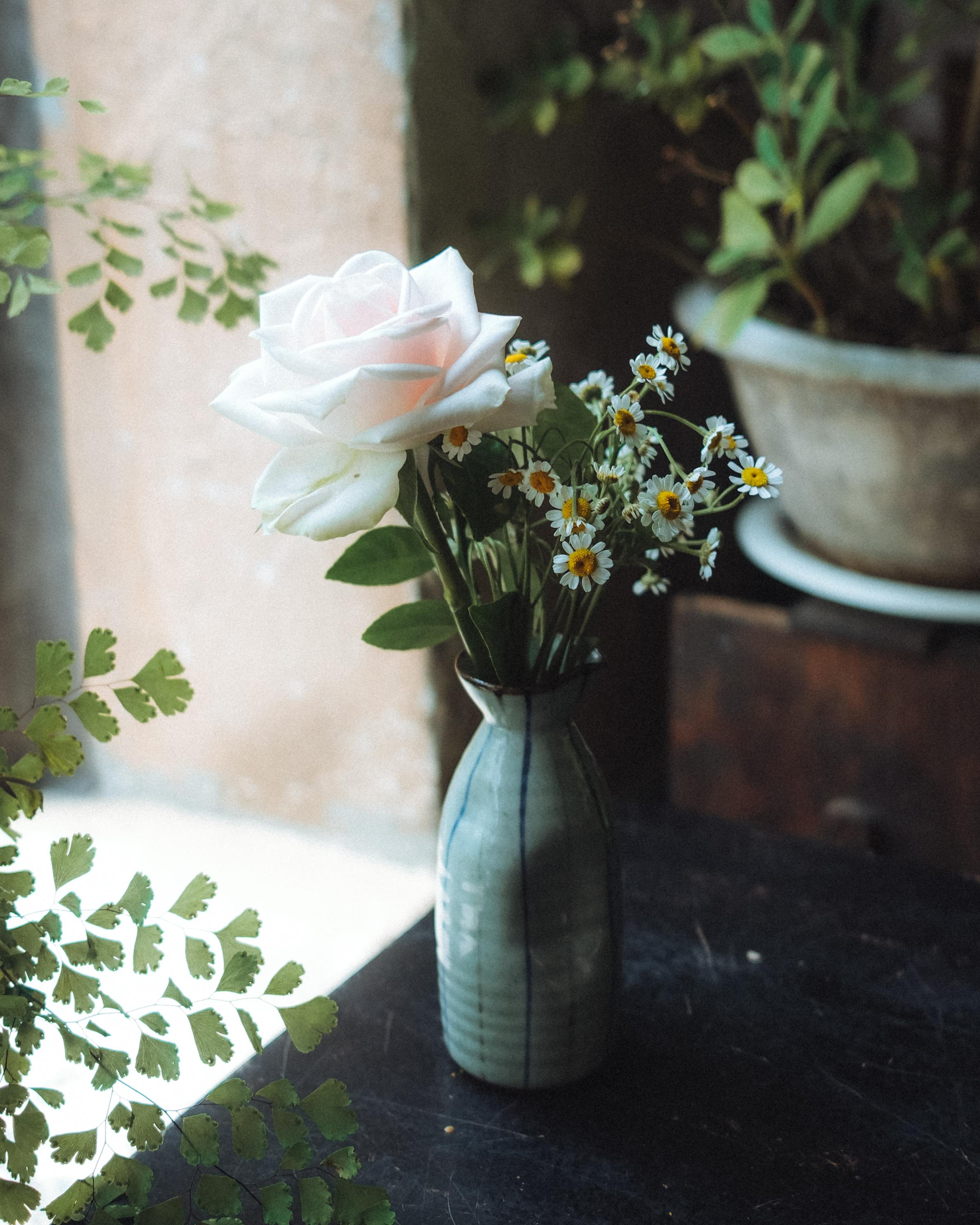 ฟรี คลังภาพถ่ายฟรี ของ กลีบดอกอ่อน, การจัดดอกไม้, การตกแต่งที่เรียบง่าย คลังภาพถ่าย