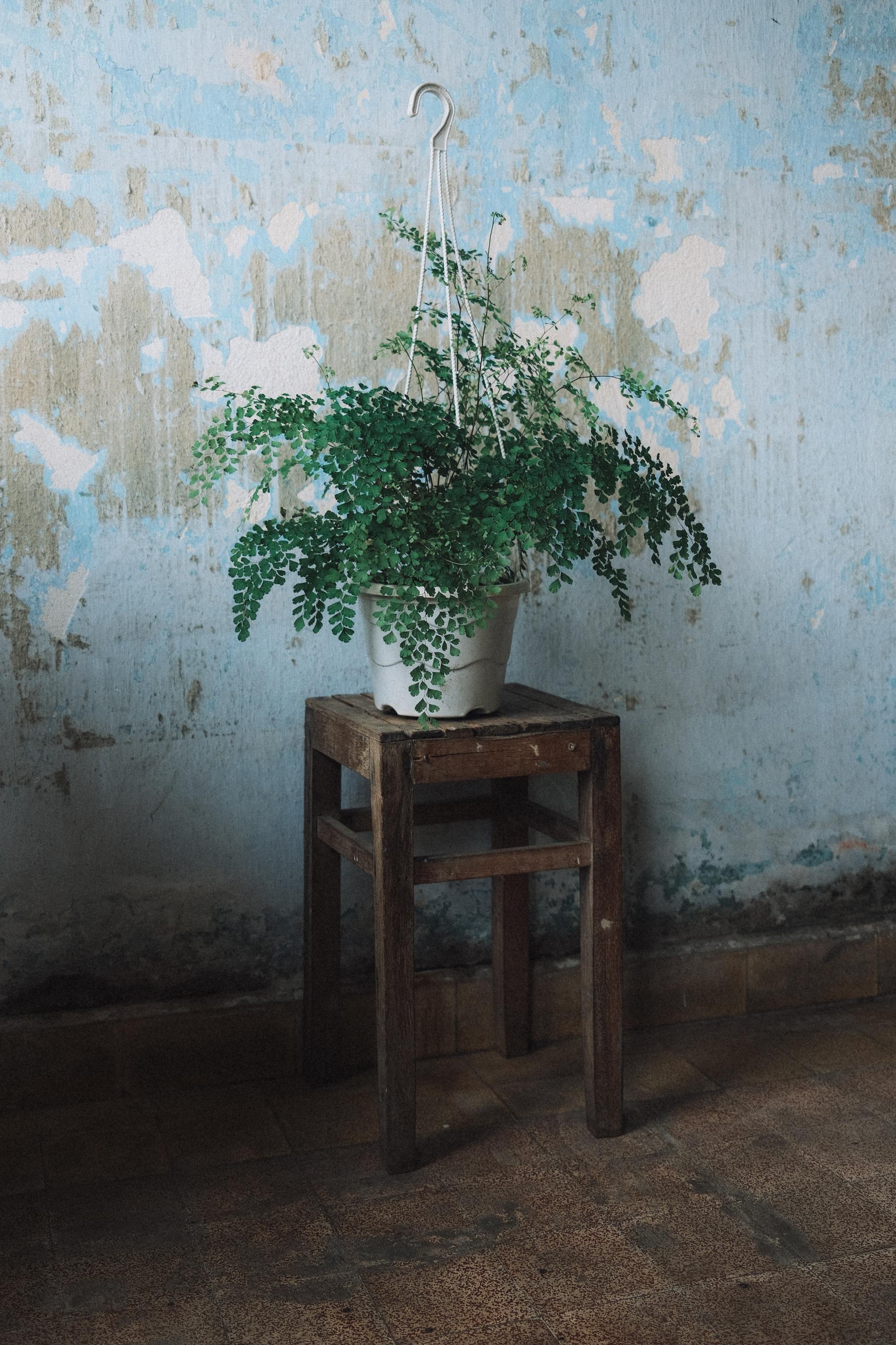 Zadarmo Bujná izbová rastlina v bielom kvetináči sedí na rustikálnej drevenej stoličke pri textúrovanej stene. Fotka z fotobanky