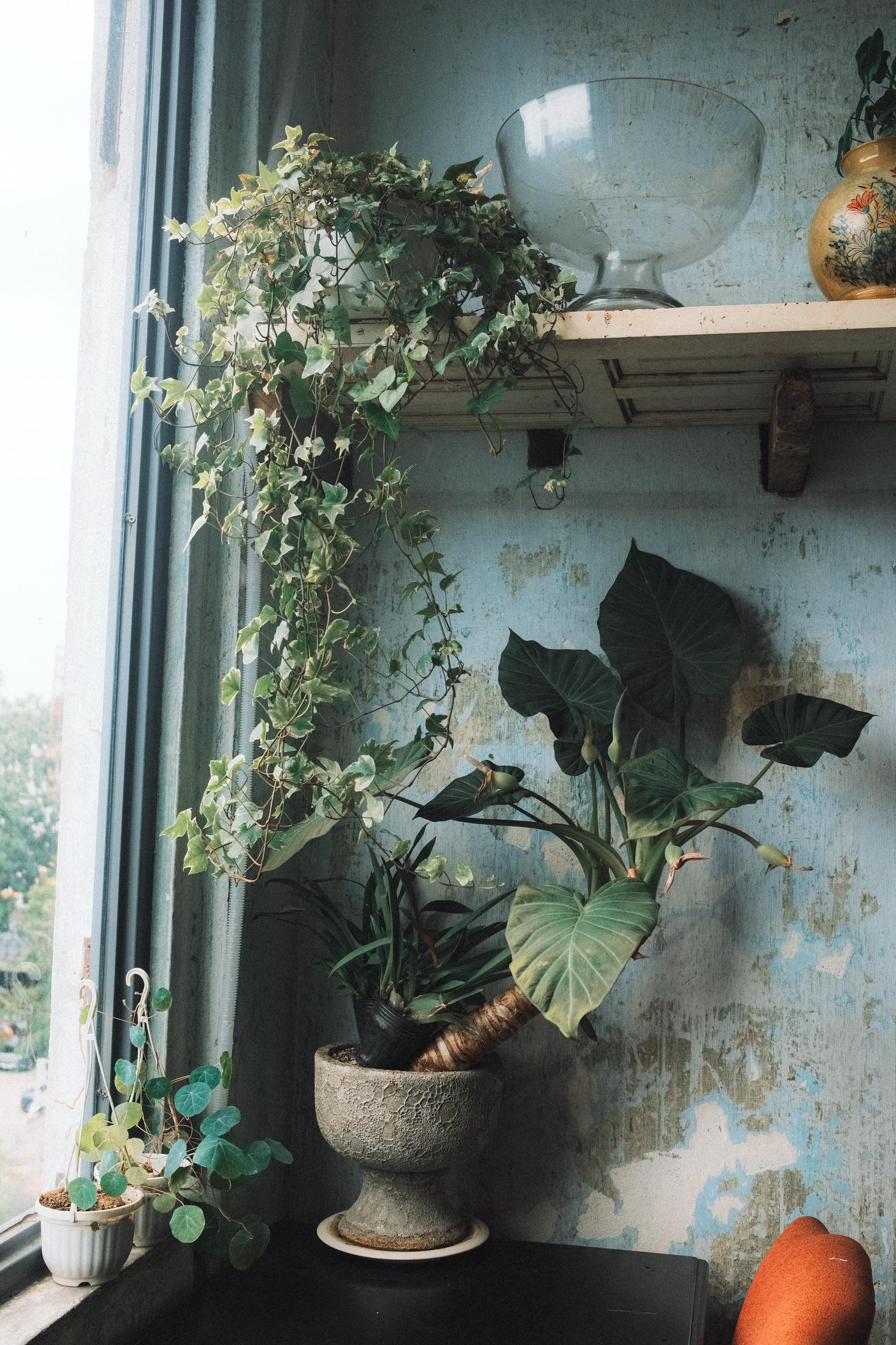 Miễn phí Không gian nội thất mộc mạc với cây cảnh trong chậu đặt cạnh cửa sổ tại Thành phố Hồ Chí Minh, Việt Nam. Ảnh lưu trữ