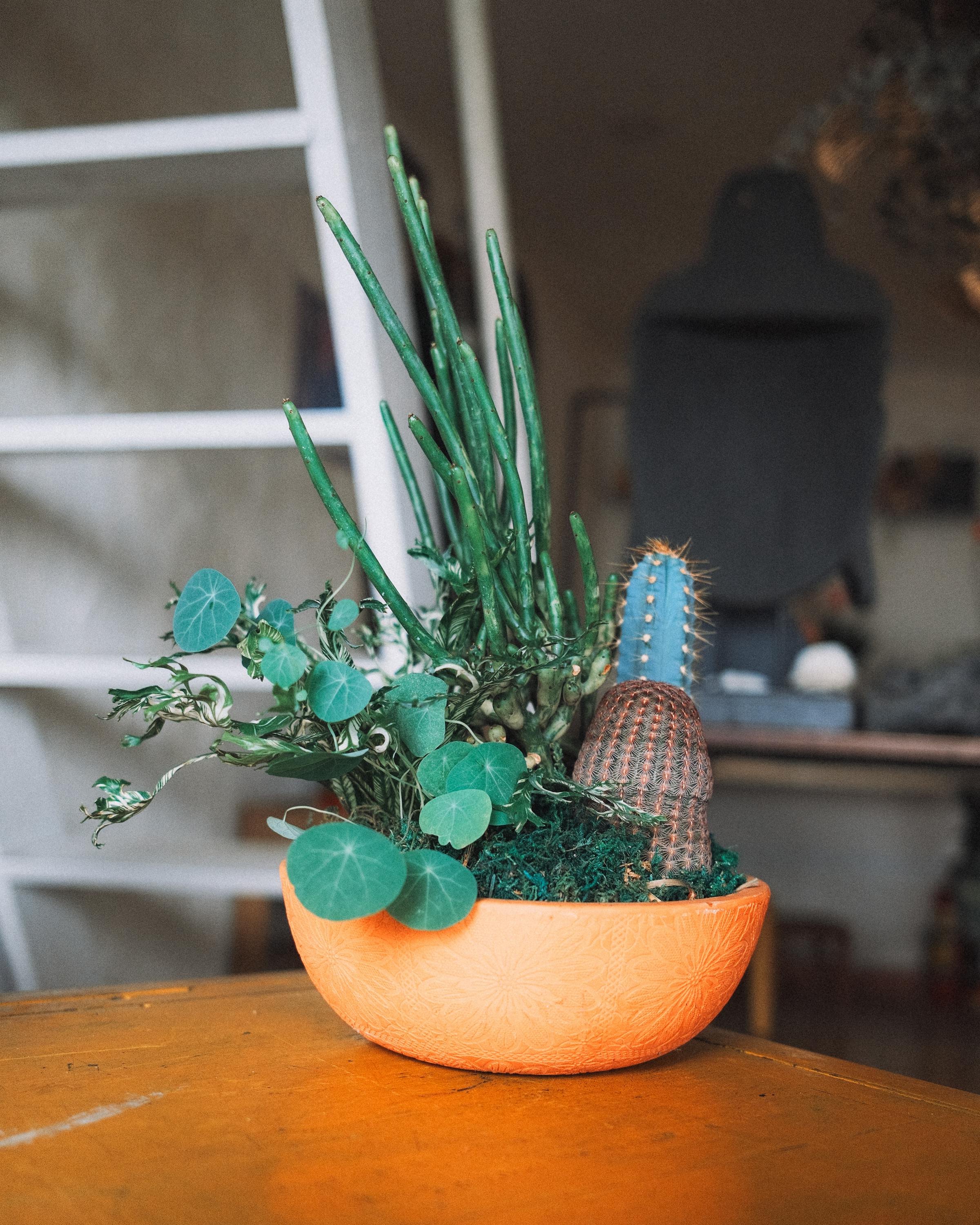 免费 胡志明市室内桌子上摆放着一个装饰性的多肉植物和仙人掌容器。 素材图片