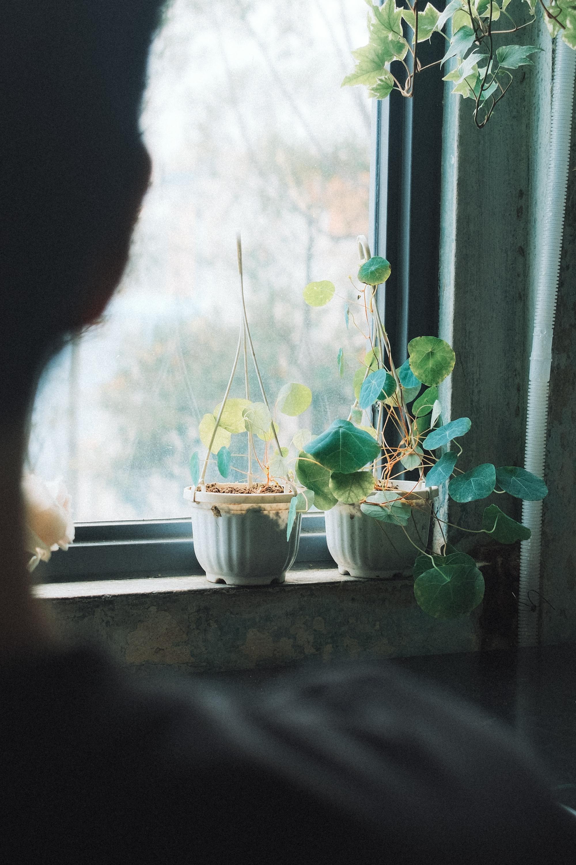 Безкоштовне Кімнатні рослини на підвіконні, що гріються на сонці, створюючи безтурботну атмосферу в приміщенні. стокове фото