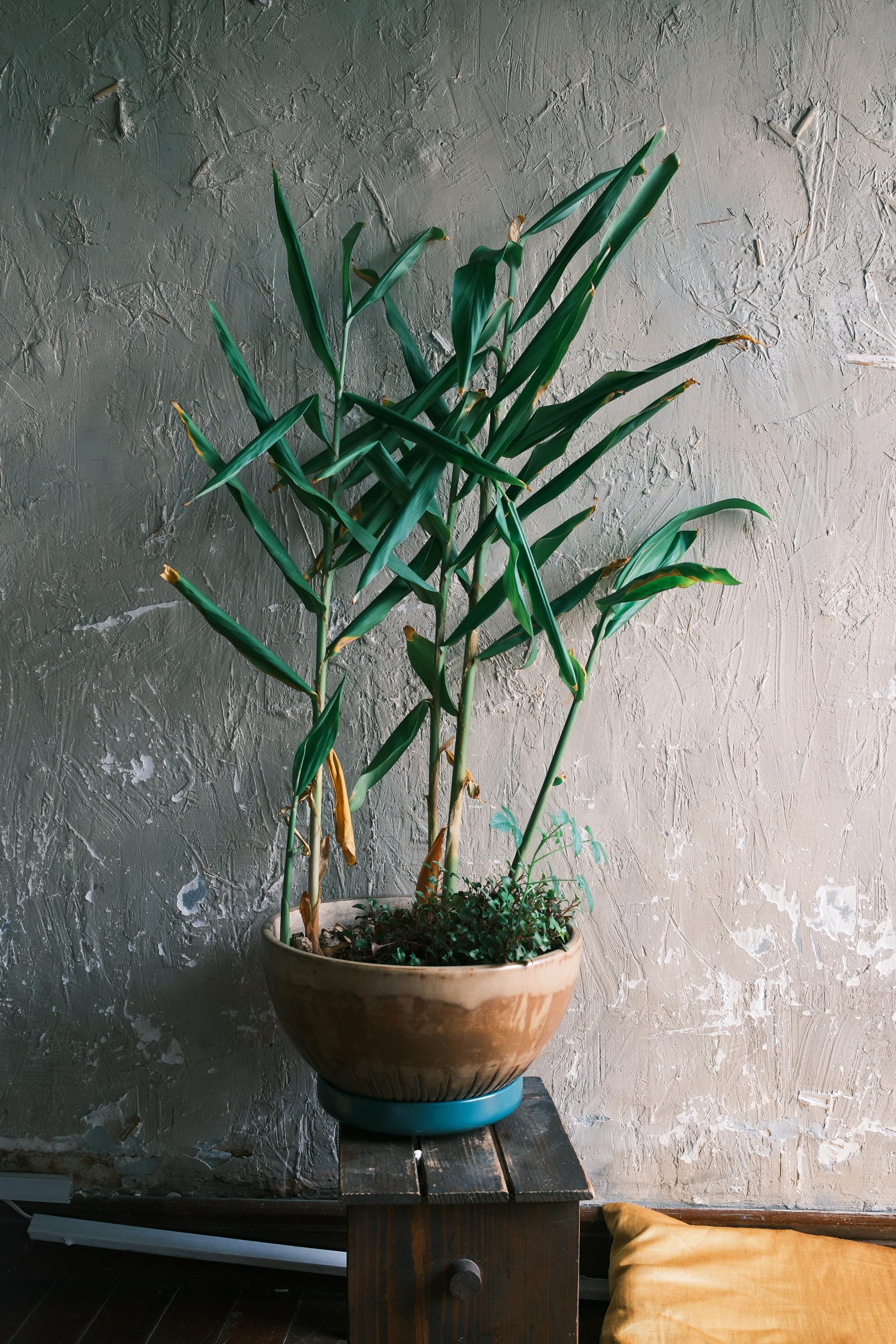 Zadarmo Dekoratívna bambusová rastlina v keramickom kvetináči na pozadí textúrovanej steny v Hočiminovom Meste. Fotka z fotobanky