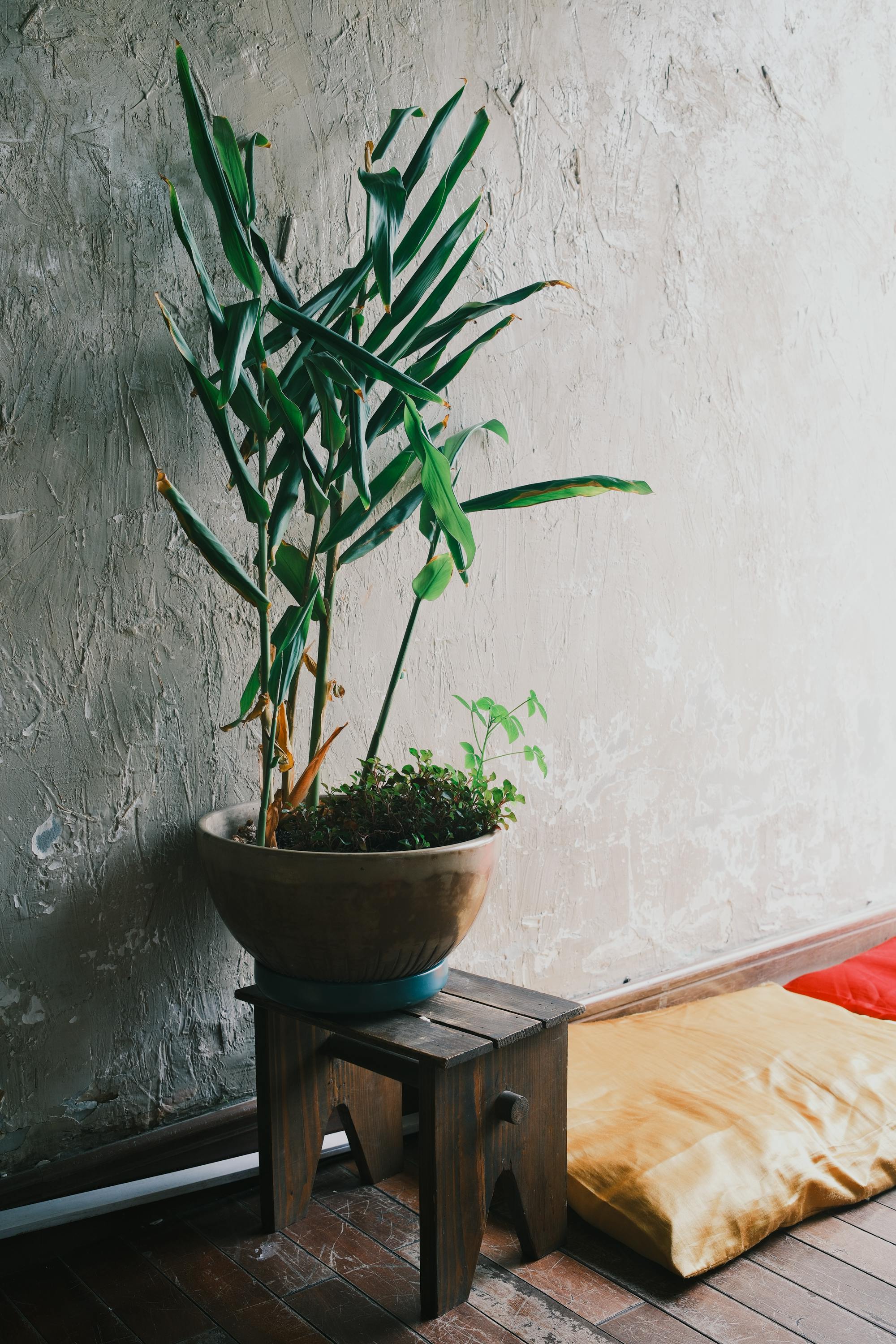 免費 在胡志明市一間溫馨的家中，一盆植物放在木凳上，倚靠在紋理混凝土牆上。 圖庫相片