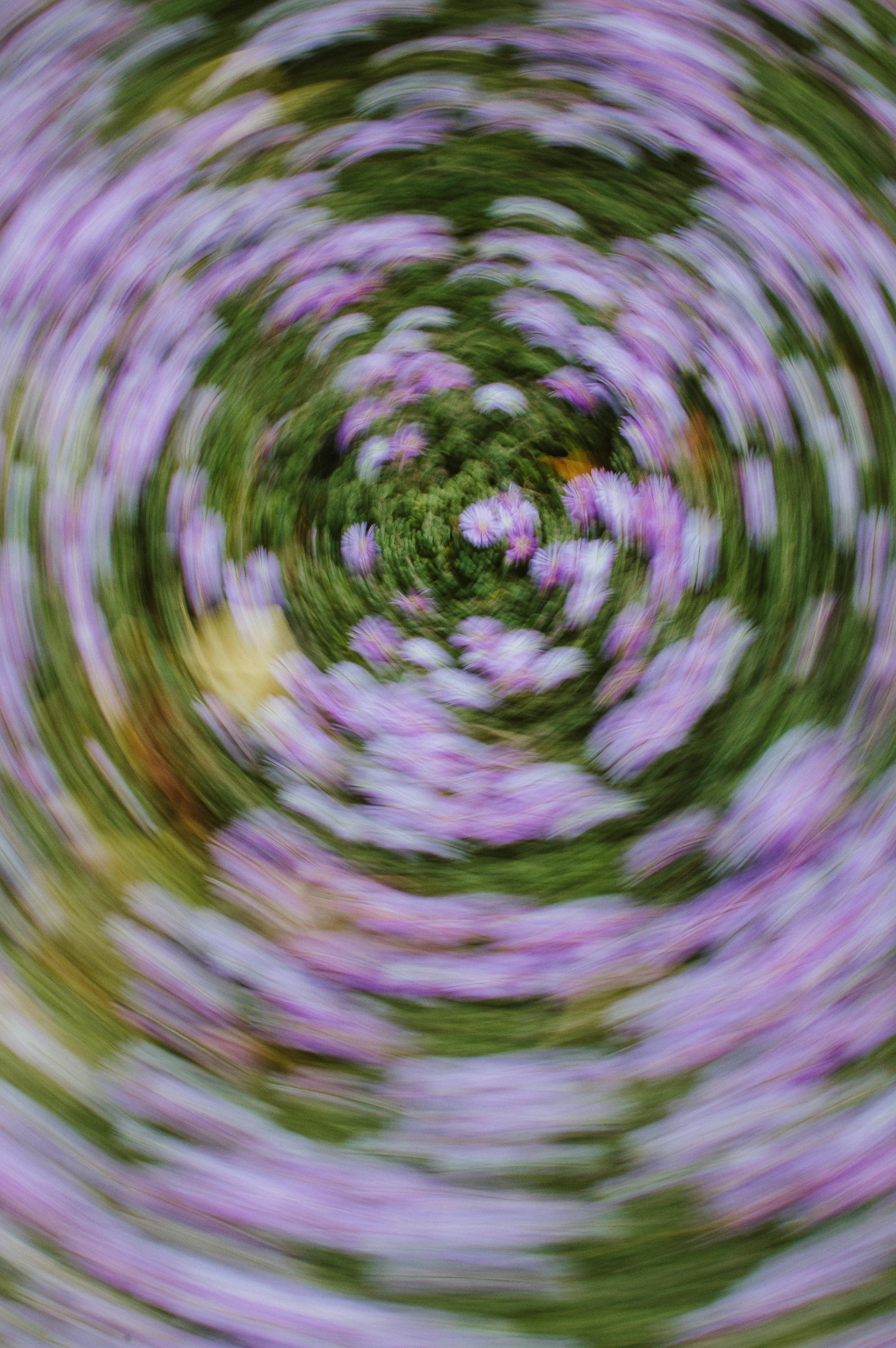 Miễn phí Hiệu ứng chuyển động tròn mờ ảo ghi lại hình ảnh những bông hoa màu tím đang nở rộ. Ảnh lưu trữ