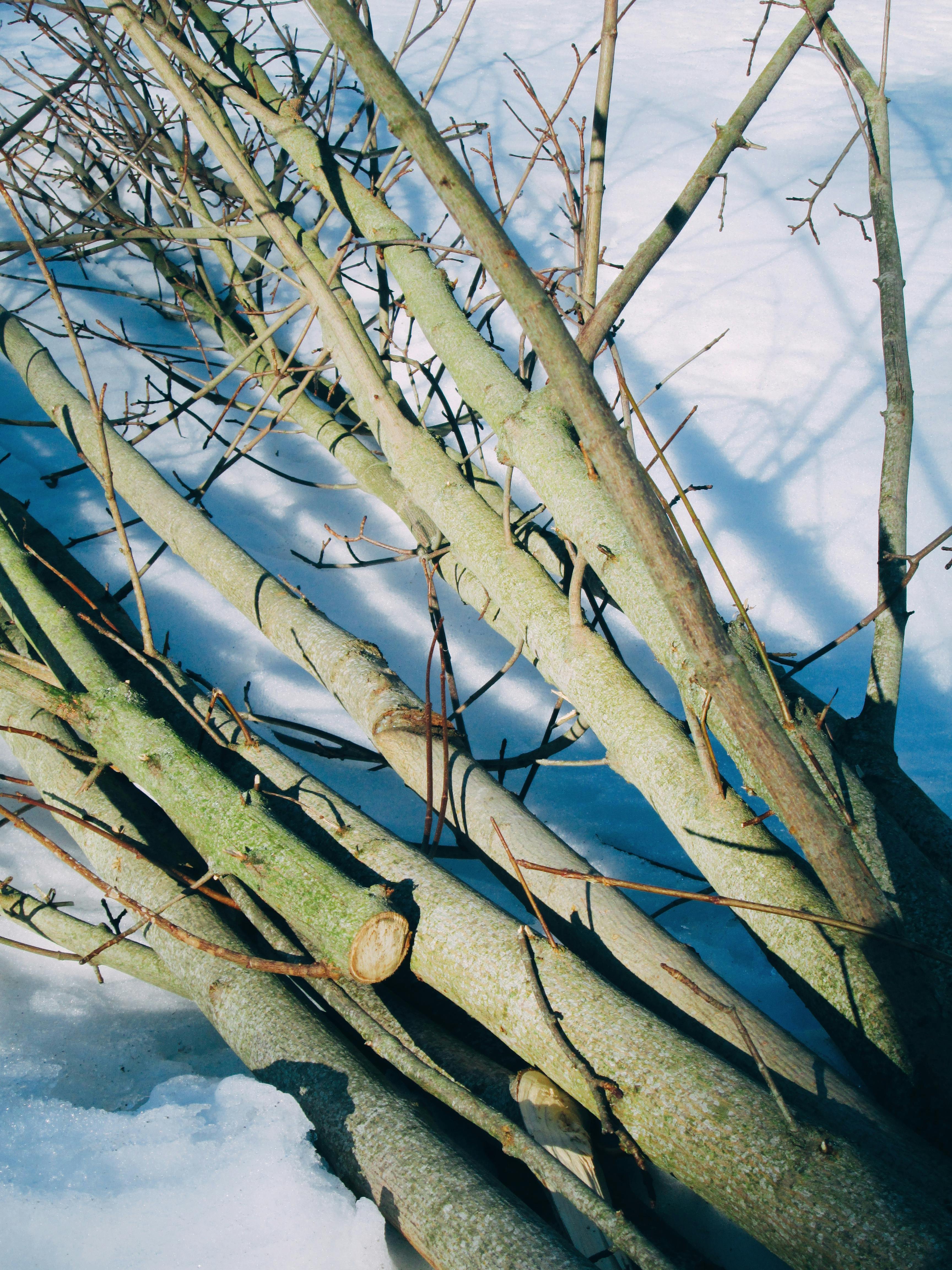 ingyenes Egy halom csupasz ág hever a ragyogó havon tiszta téli fényben. Stockfotó
