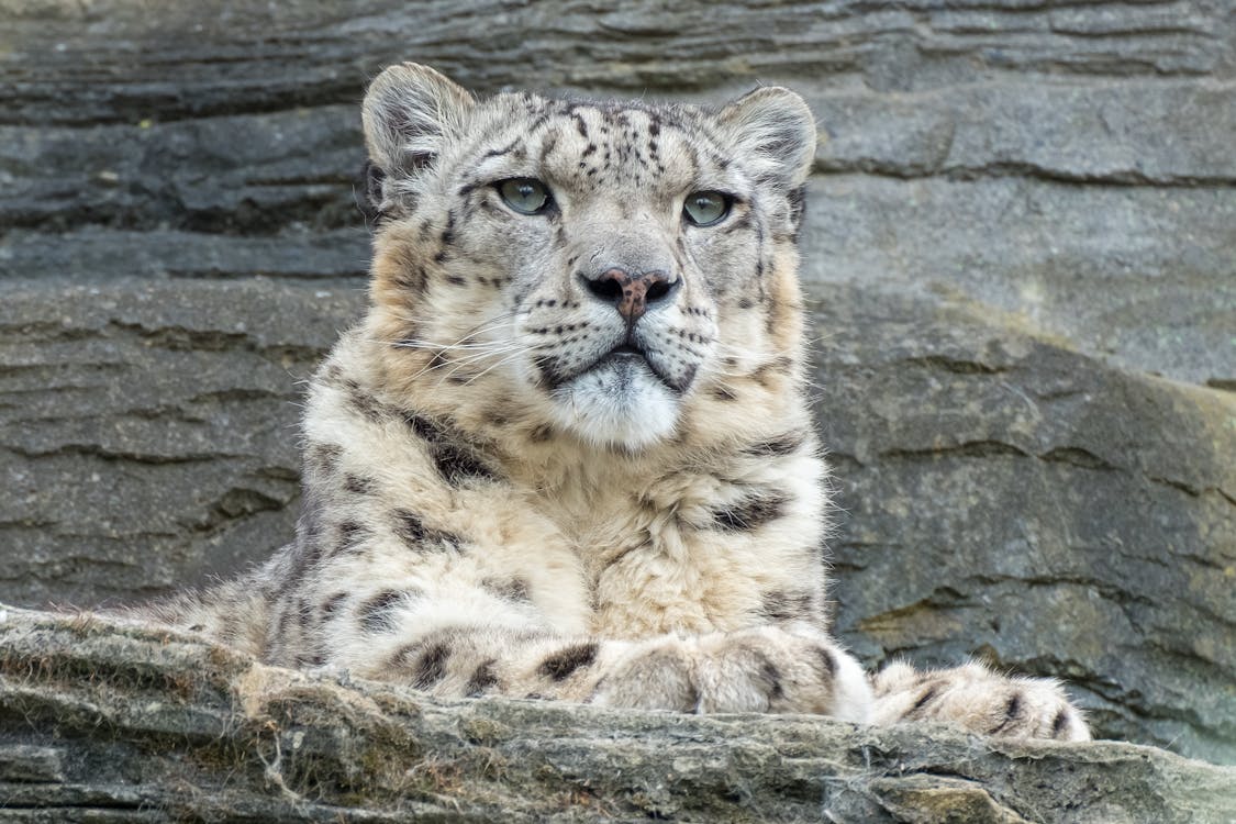 Close-UP Photography Of Tiger