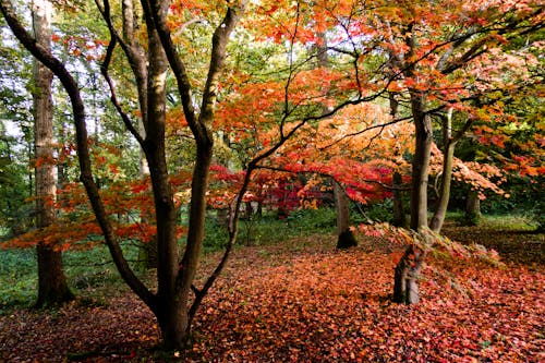 Free stock photo of autumn colours