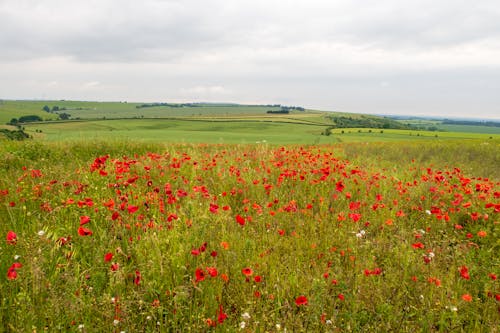 Free stock photo of kingsclere, poppies