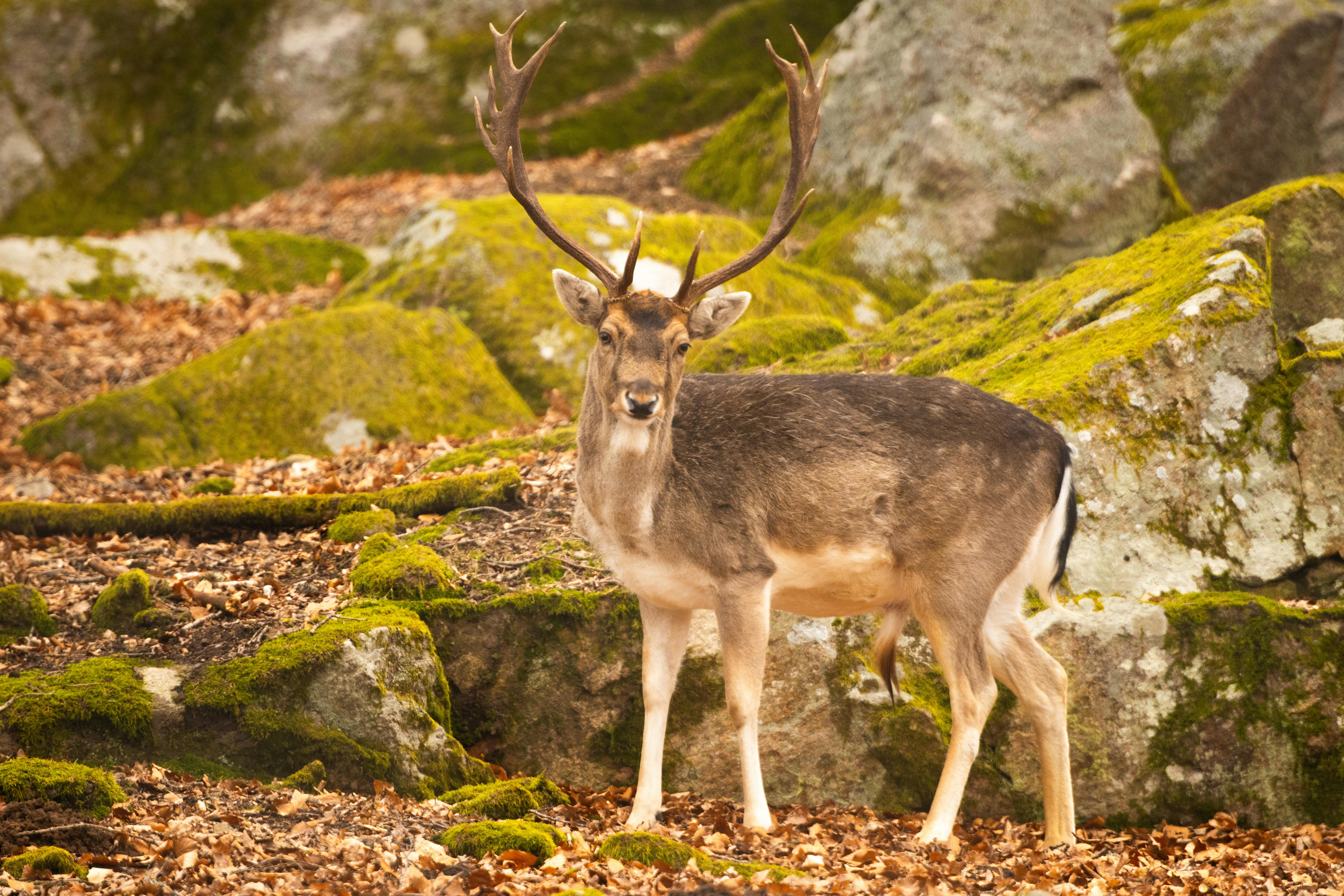 Fallow deer standing gracefully amidst the mossy rocks in a Swedish forest.