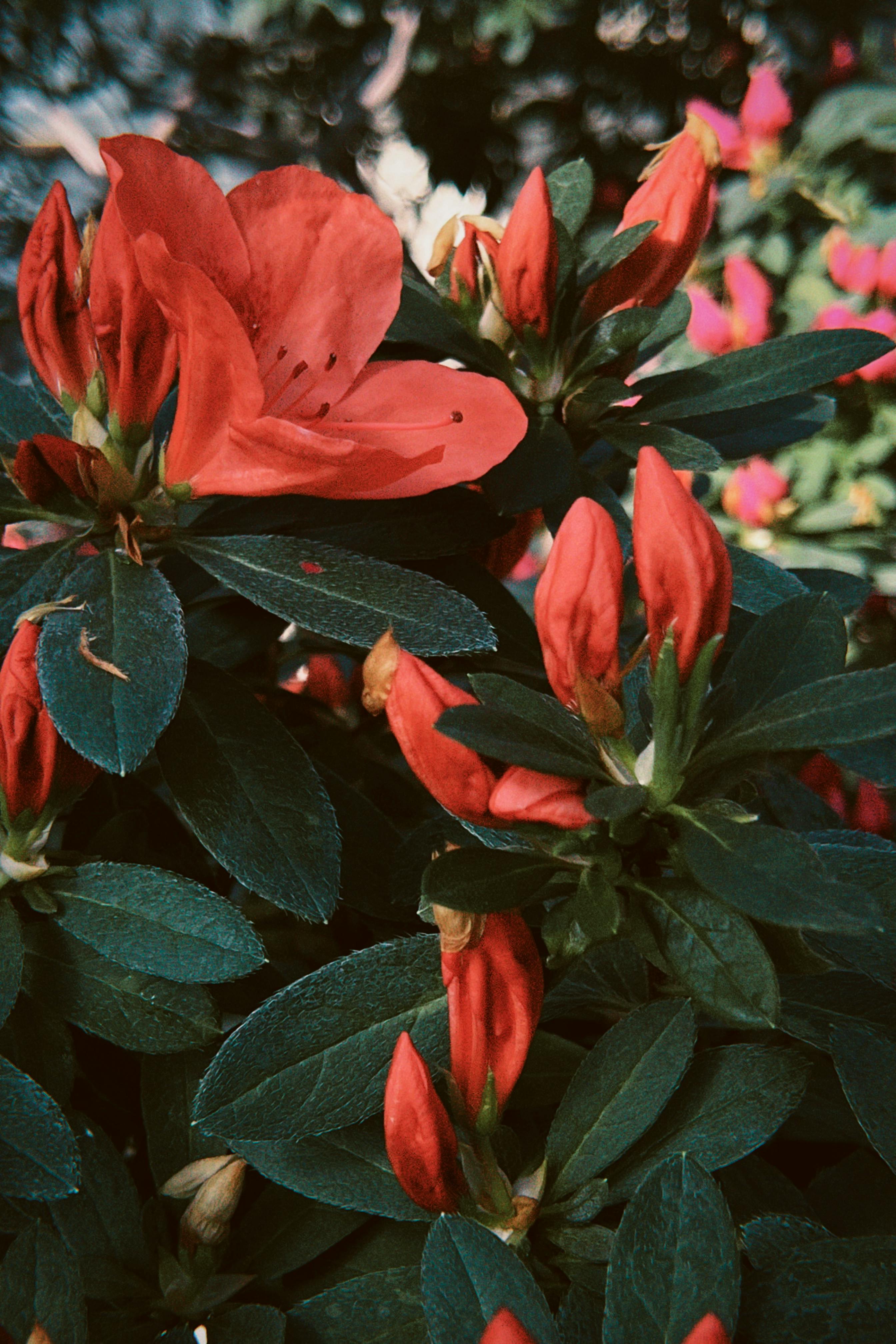 [ColoSach]-stunning-red-azalea-flowers-blooming-with-lush-green-leaves,-capturing-the-essence-of-springtime-beauty.