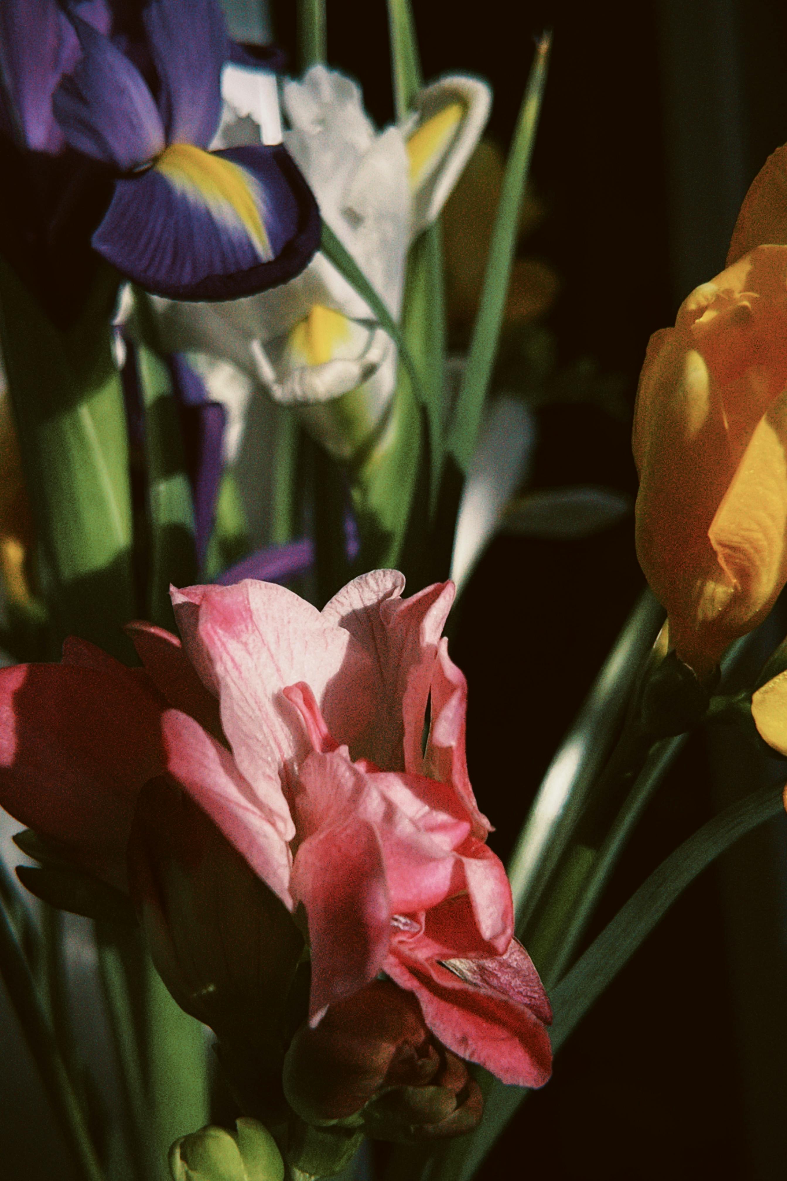 ฟรี ช่อดอกไอริสและทิวลิปสีสันสดใส ถ่ายด้วยแสงธรรมชาติ เผยให้เห็นสีสันและพื้นผิวที่งดงาม คลังภาพถ่าย