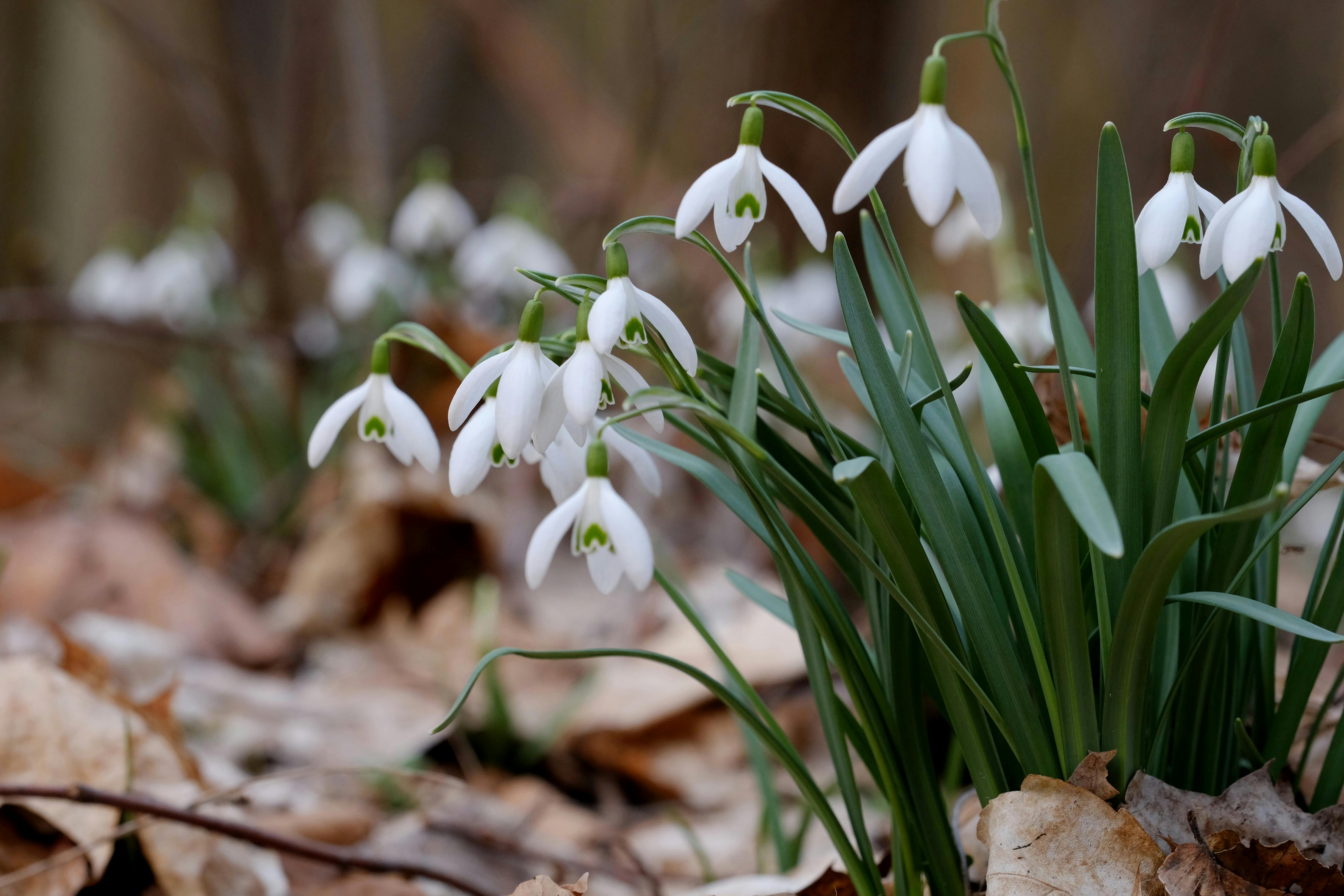 Zadarmo Detailný záber na jemné kvety snežienky kvitnúce uprostred opadaného lístia v pokojnom lesnom prostredí. Skoré známky jari. Fotka z fotobanky
