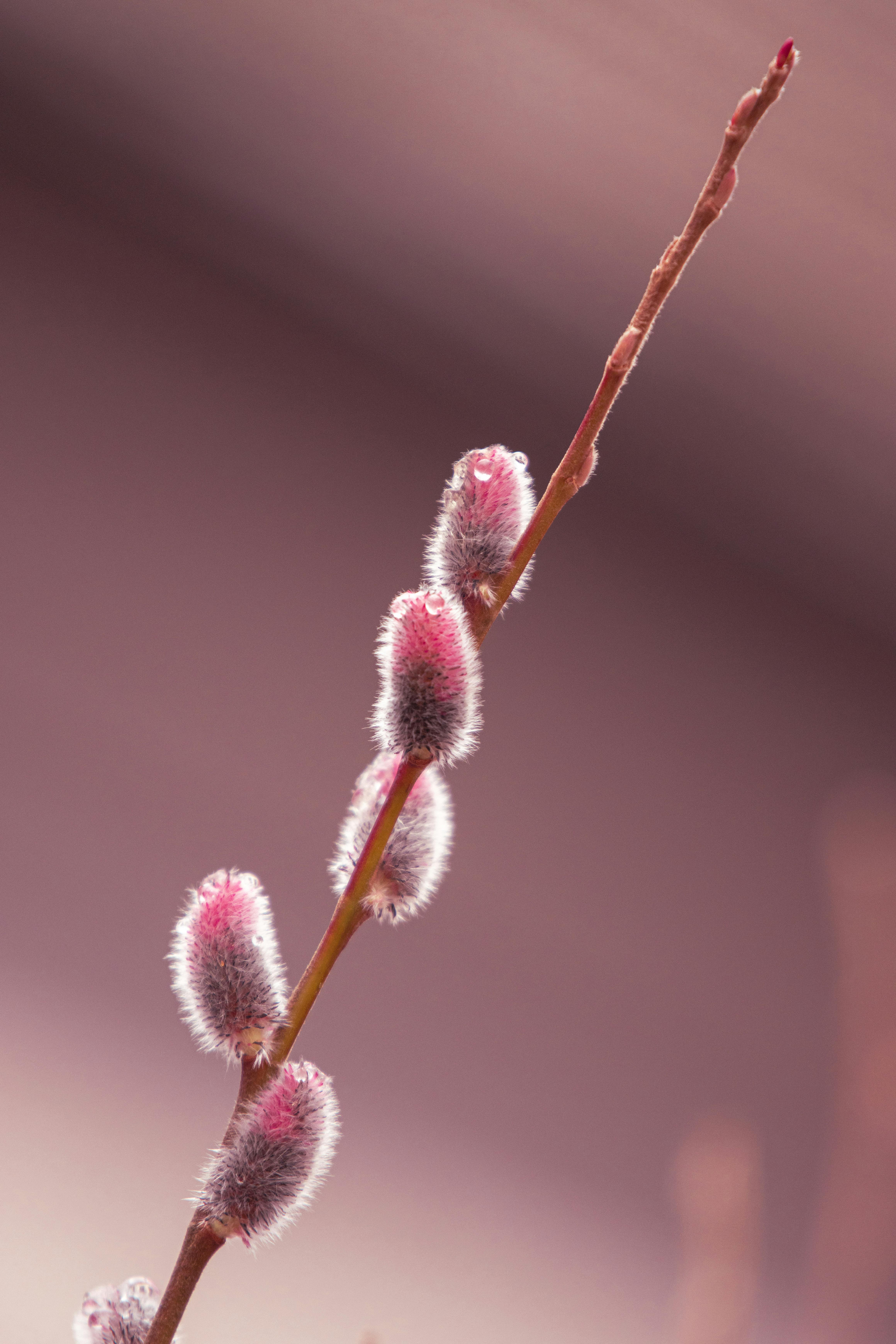 Miễn phí Những bông hoa liễu màu hồng mỏng manh trên cành cây tượng trưng cho sự phát triển đầu mùa xuân ở Jönköping, Thụy Điển. Ảnh lưu trữ