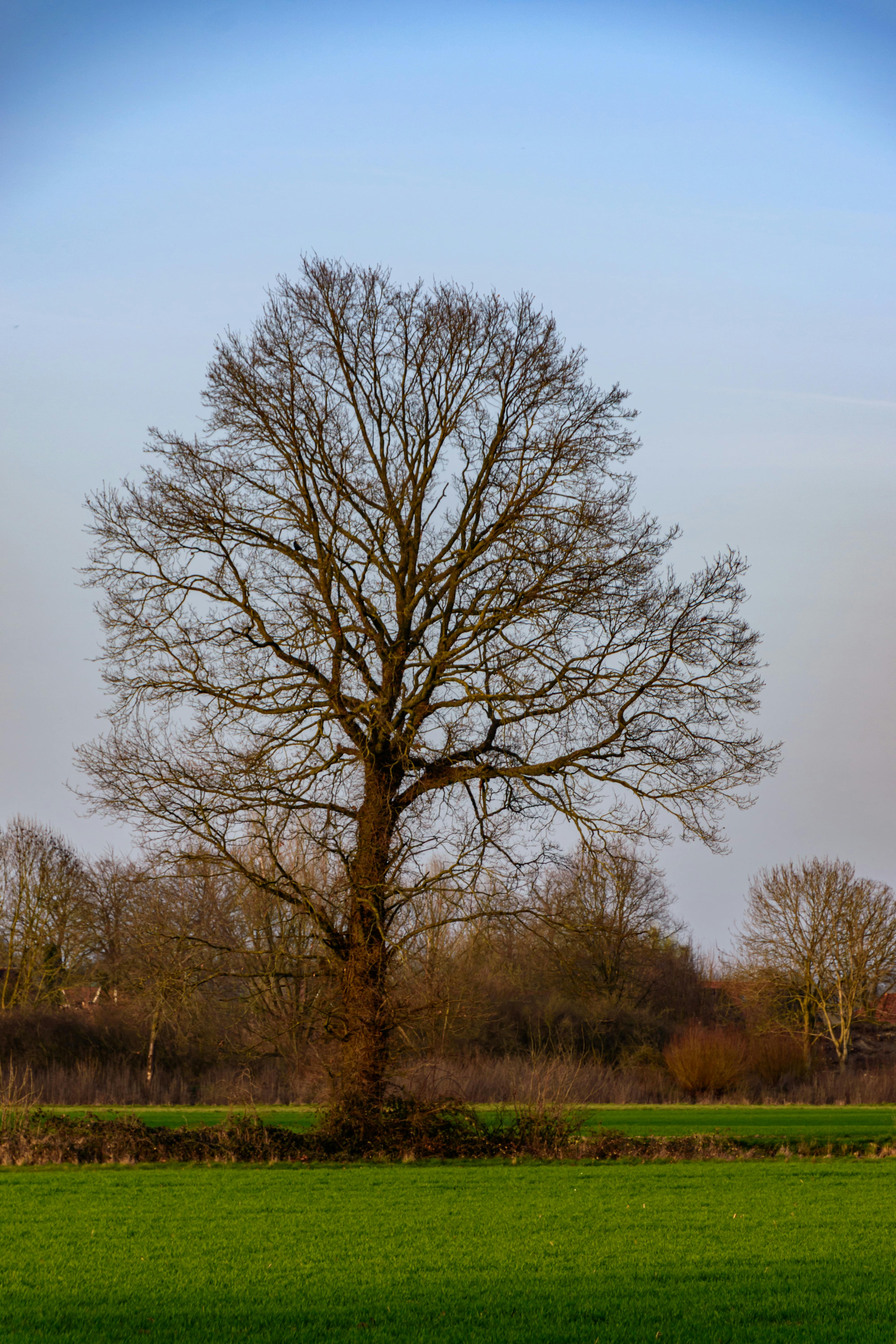 Miễn phí Một cây đơn độc vươn cao giữa cánh đồng xanh mướt, báo hiệu mùa xuân đã đến ở Coesfeld, Đức. Ảnh lưu trữ