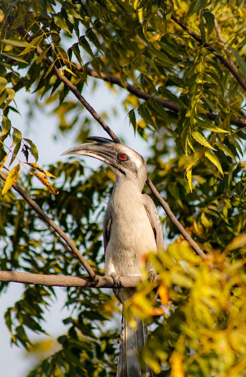 Free Indian Grey Hornbill resting on a tree branch with lush green leaves in Chhatarpur, India. Stock Photo