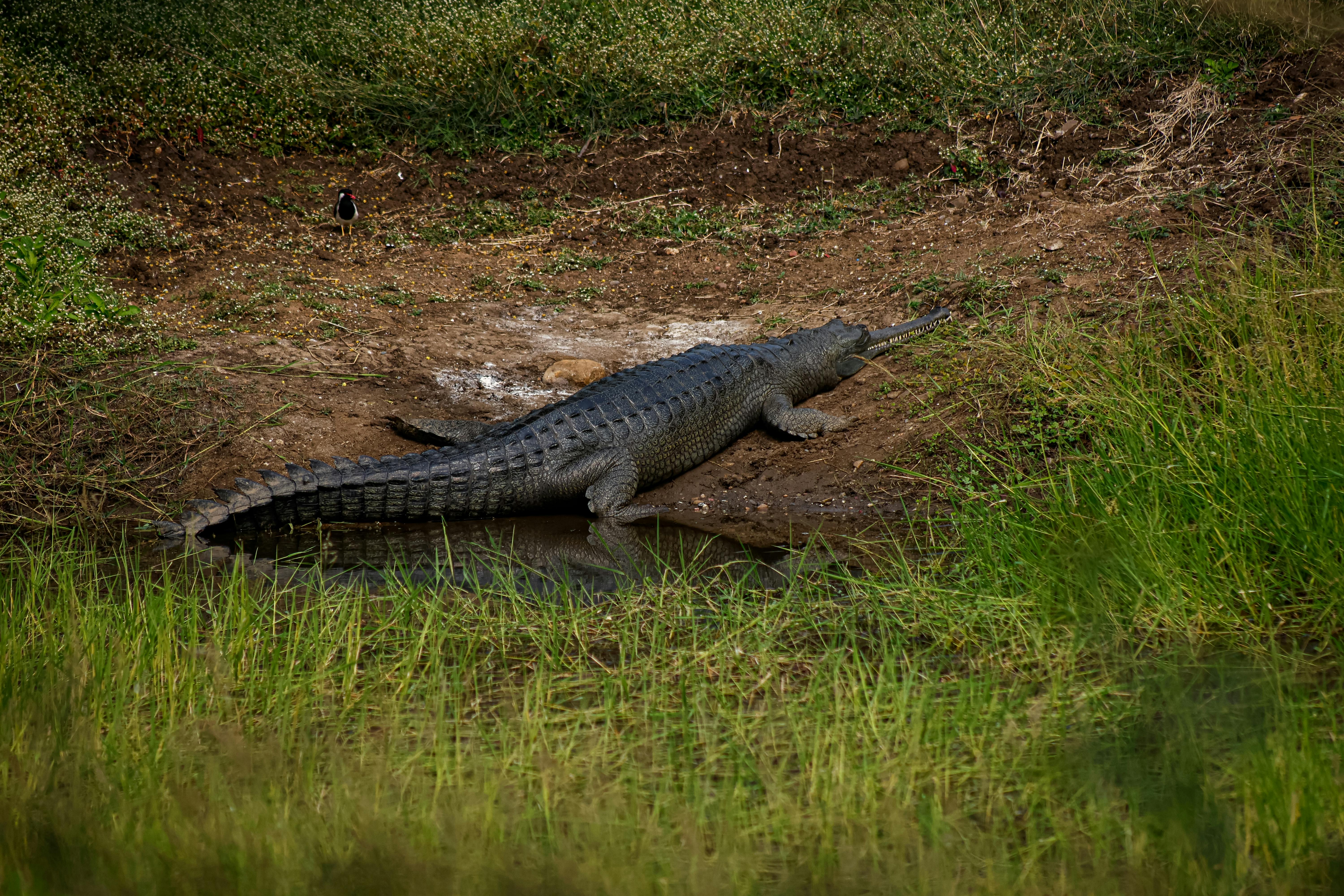 免費 鱷魚在綠草茵茵的自然棲息地，棲息在水邊。 圖庫相片