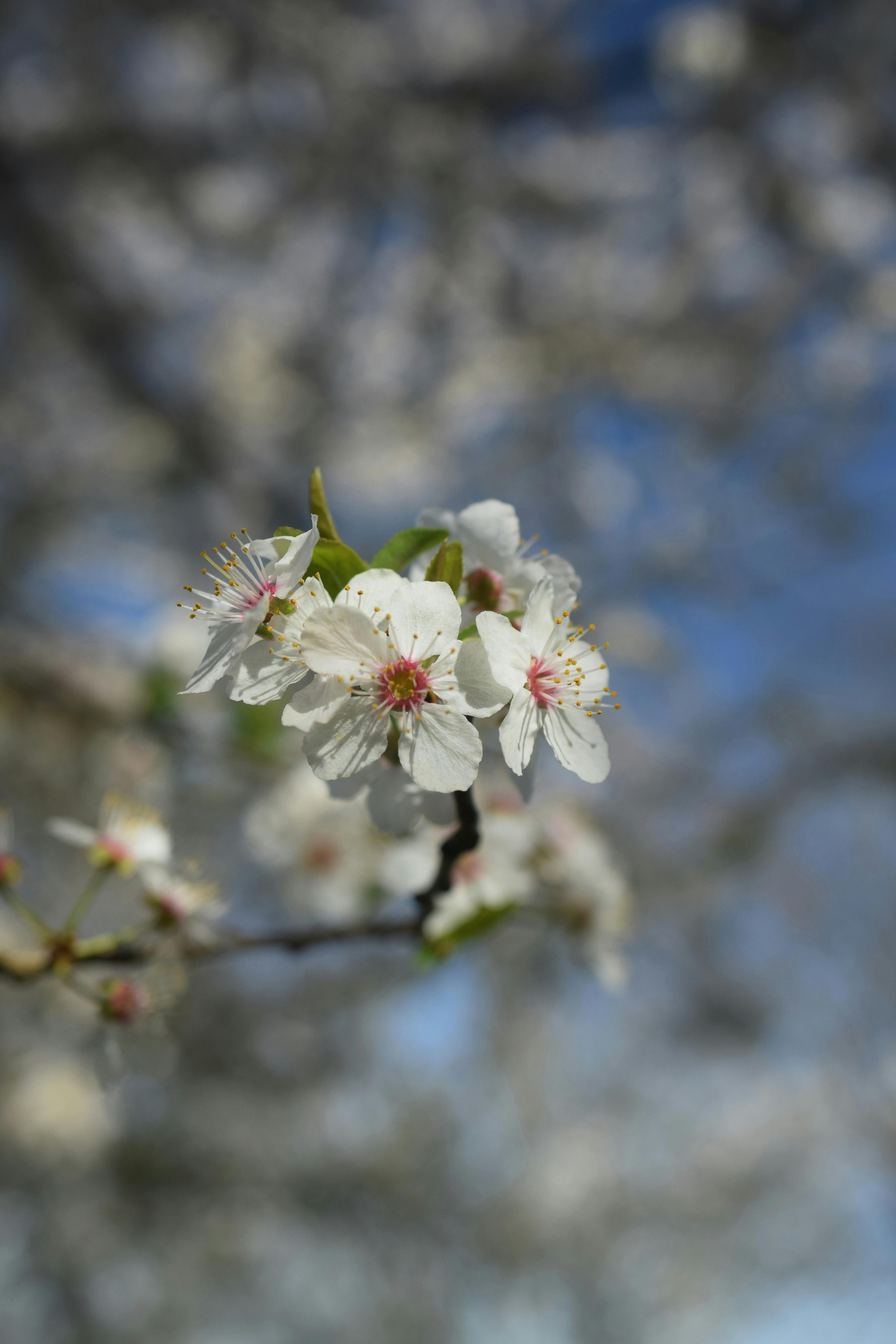 ฟรี ดอกซากุระสีขาวบานสะพรั่งตัดกับท้องฟ้าที่ดูนุ่มนวล บ่งบอกถึงฤดูใบไม้ผลิ คลังภาพถ่าย
