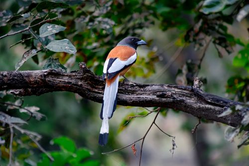 Free A vibrant rufous treepie perched on a branch in a lush forest setting. Stock Photo