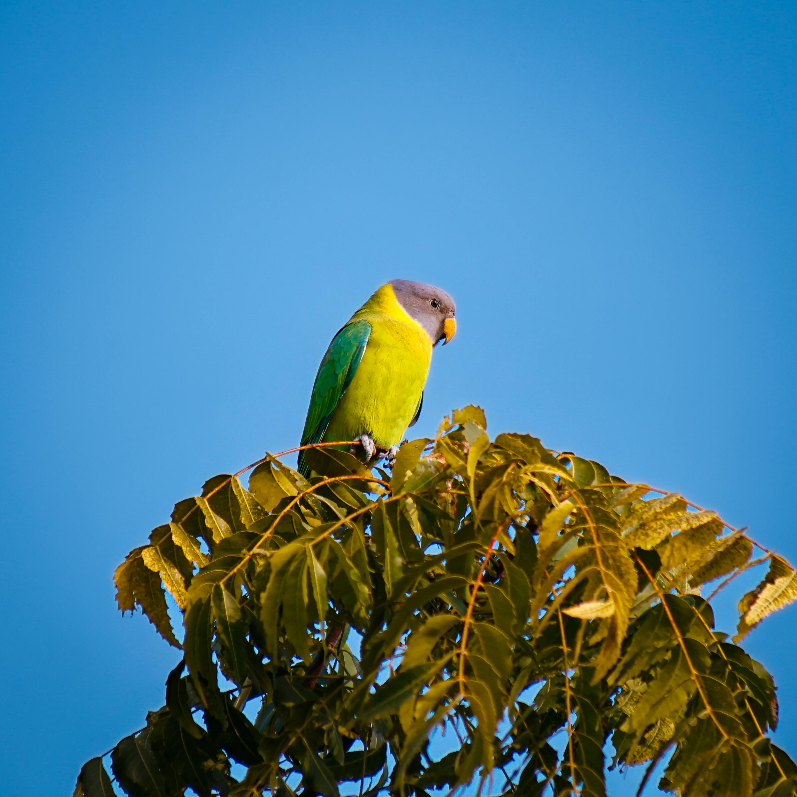 免费 一只色彩艳丽的梅头鹦鹉栖息在枝繁叶茂的树顶，映衬着湛蓝的天空。 素材图片