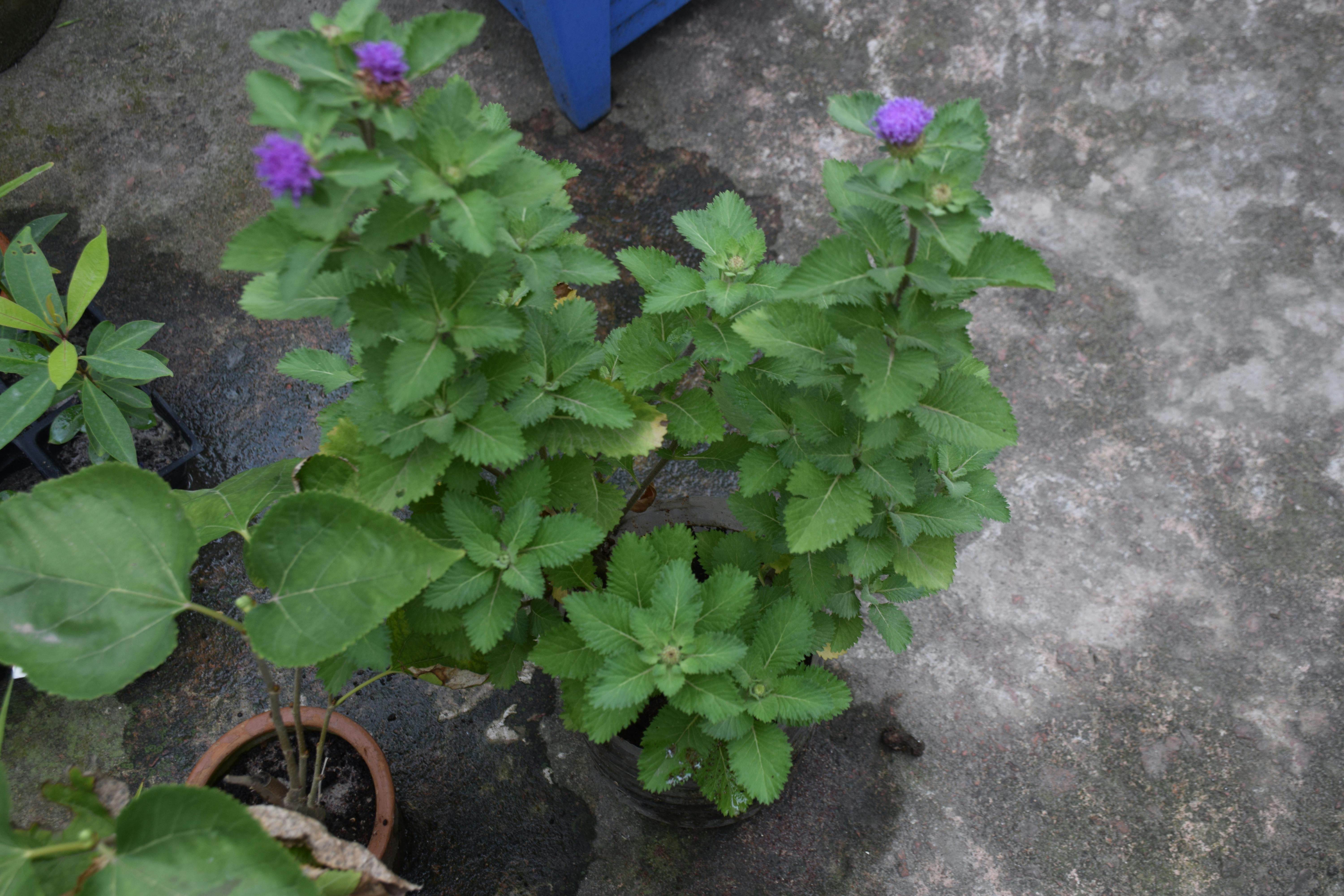 Snooker balls arranged on the table under bright arena lights