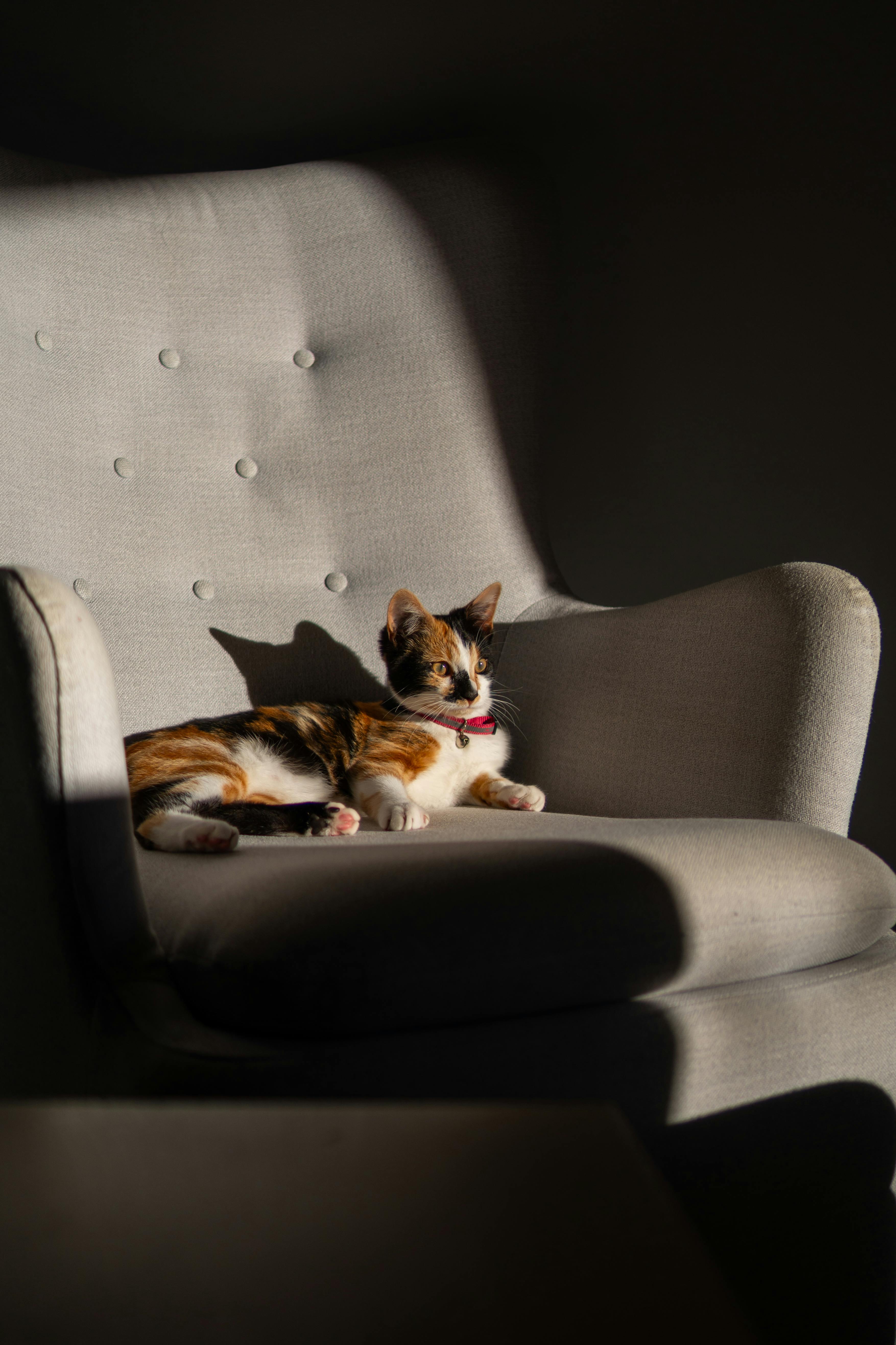 무료 편안한 안락의자에 앉아 햇살을 만끽하는 느긋한 삼색 고양이. 스톡 사진