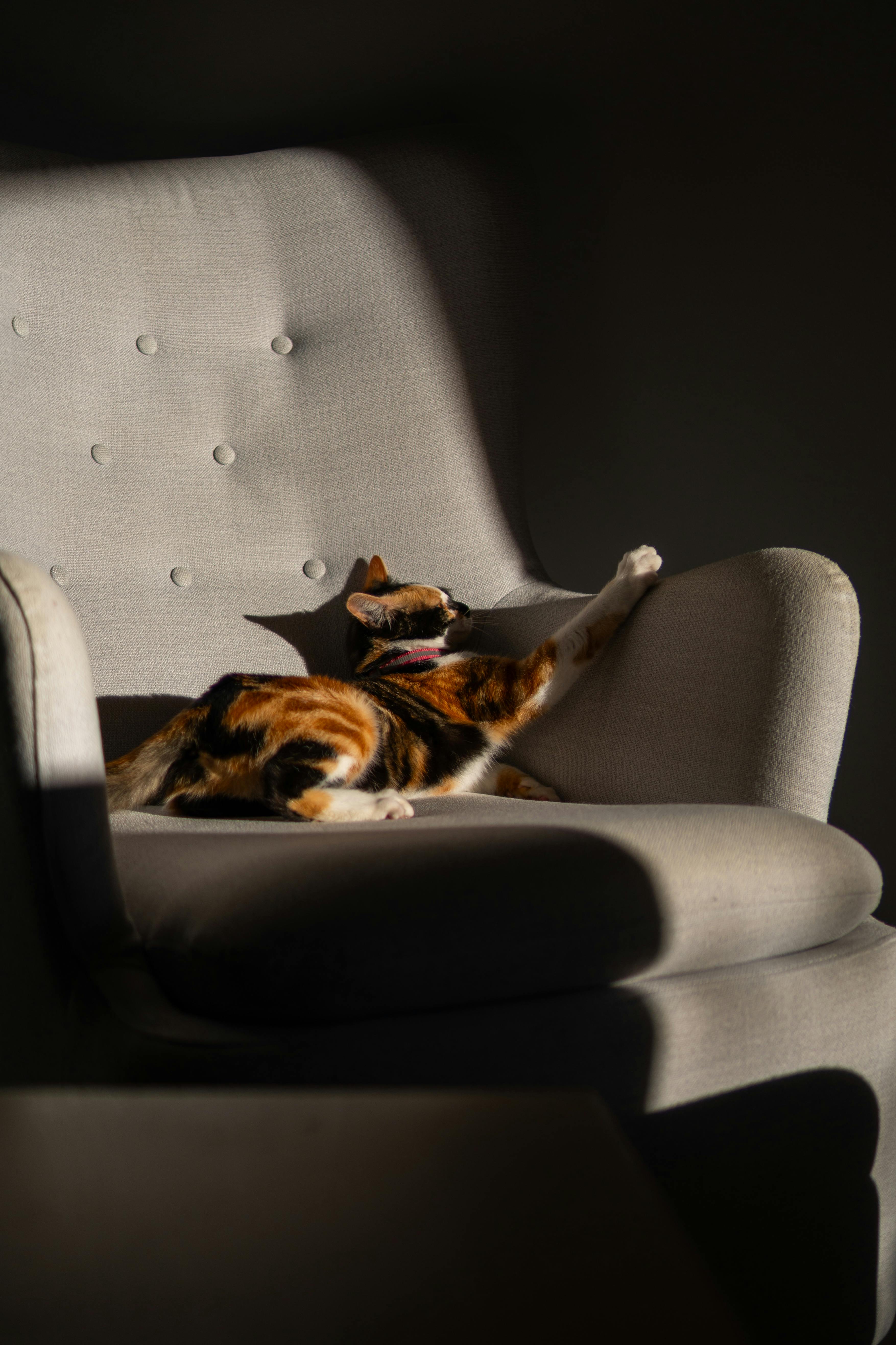 ฟรี แมวลายสามสีนอนเหยียดตัวบนเก้าอี้เท้าแขนแสนสบาย อาบแสงแดดอบอุ่นภายในบ้าน คลังภาพถ่าย