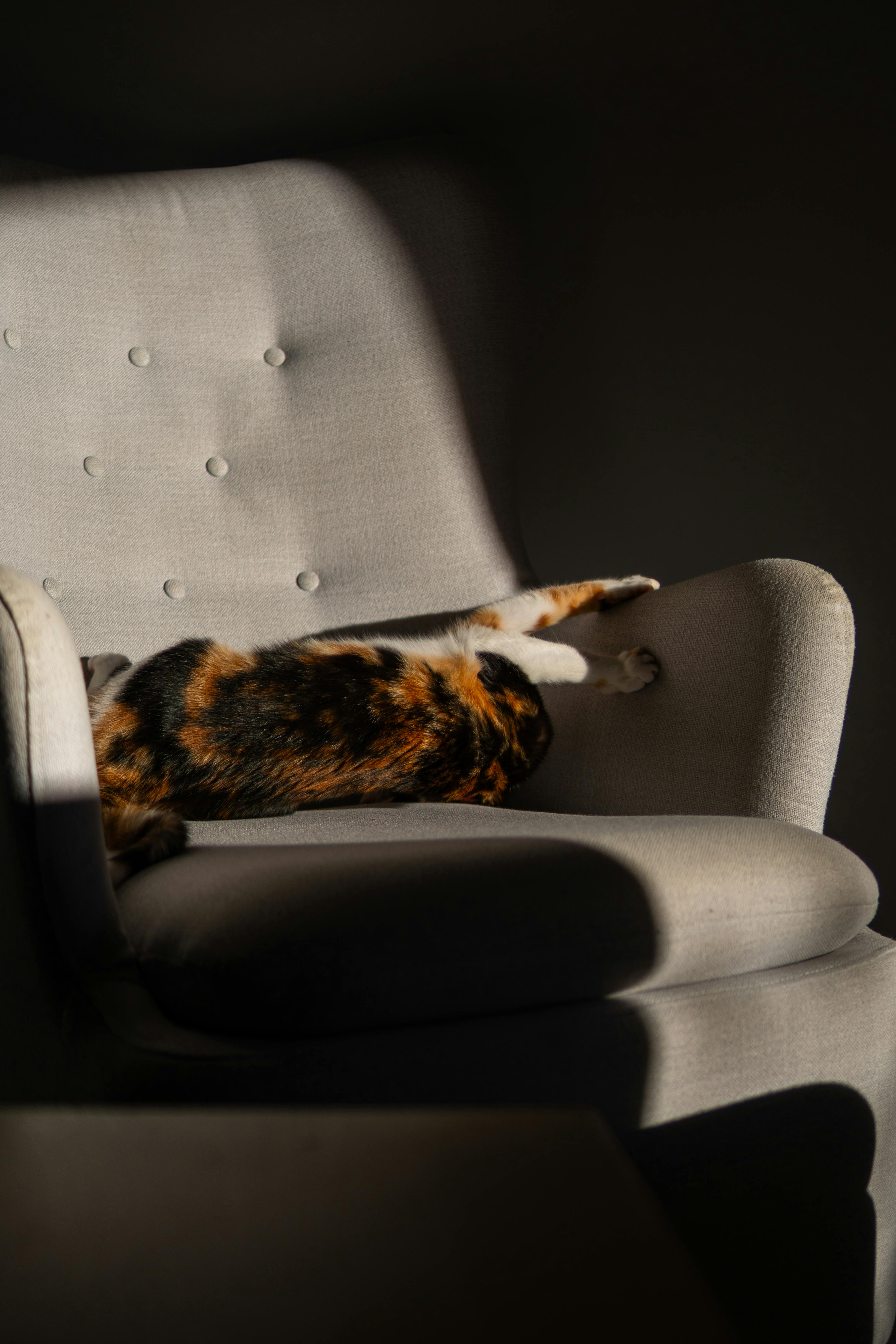 Miễn phí Ảnh lưu trữ miễn phí về ấm áp, ấm cúng, ánh sáng mặt trời Ảnh lưu trữ