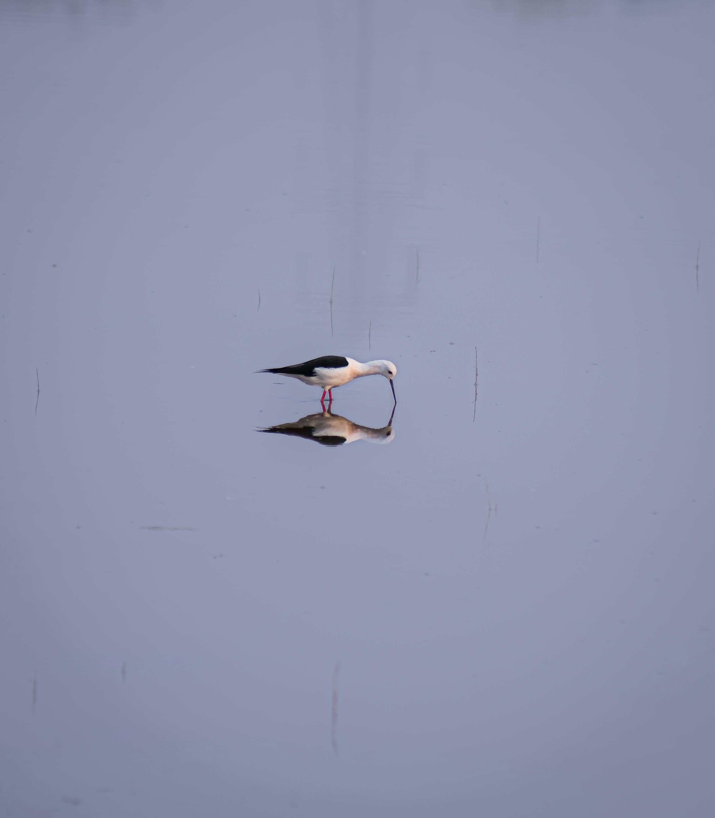 ingyenes Egy feketeszárnyú gólyaláb kecsesen áll a sekély vízben, tükrözve a képét. Stockfotó