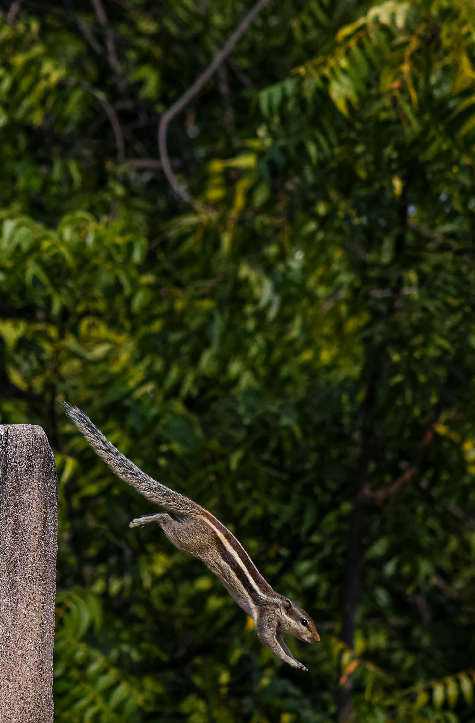 ingyenes Egy mókus ugrás közben, buja zöld lombozat előtt. Stockfotó