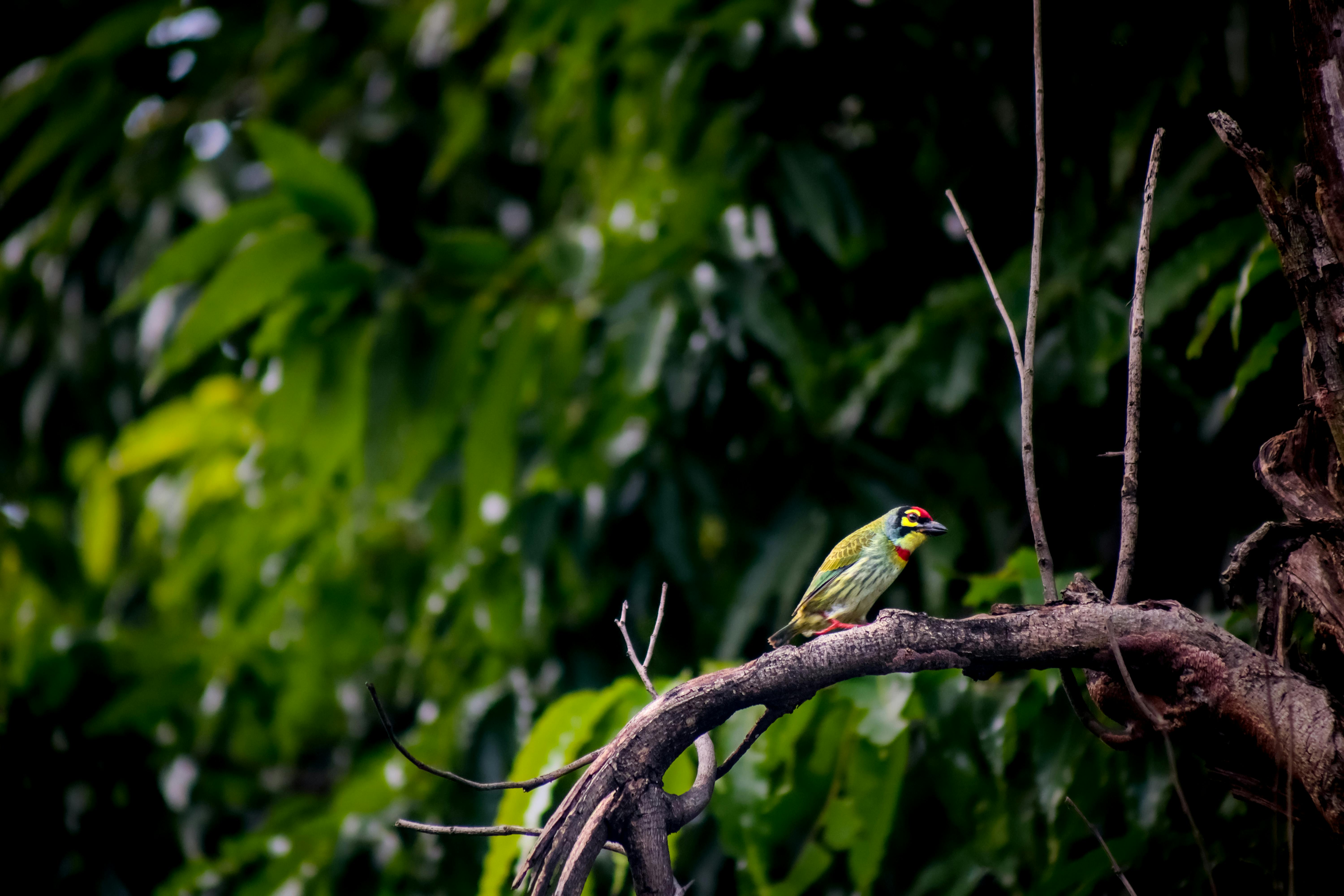 Miễn phí Chú chim barbet rực rỡ đậu trên cành cây với phông nền là khu rừng xanh tươi tốt. Ảnh lưu trữ