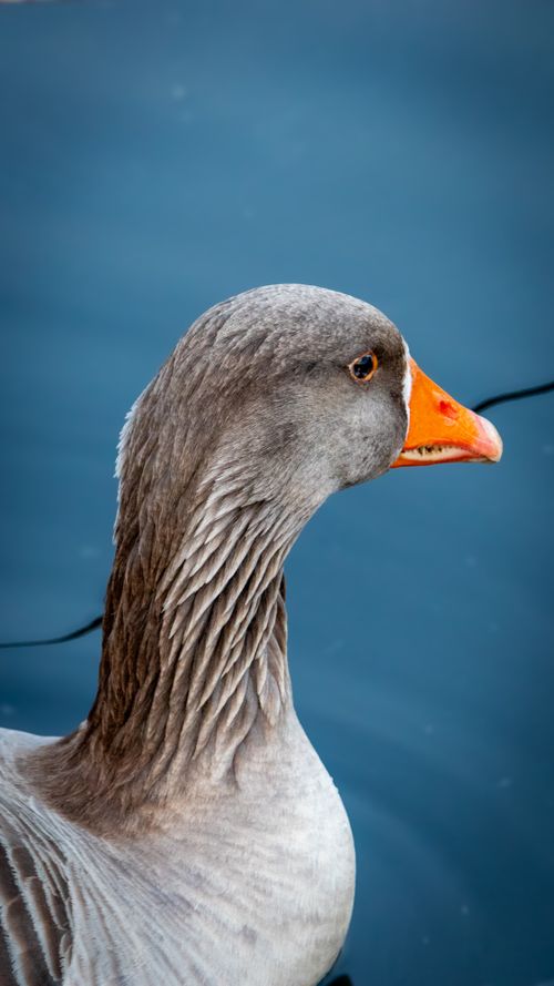 Free A detailed close-up of a Greylag Goose by the water in İstanbul, Türkiye. Stock Photo