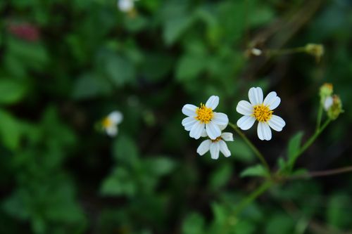 Free Close-up of small white wild daisies with yellow centers in a lush green background. Stock Photo