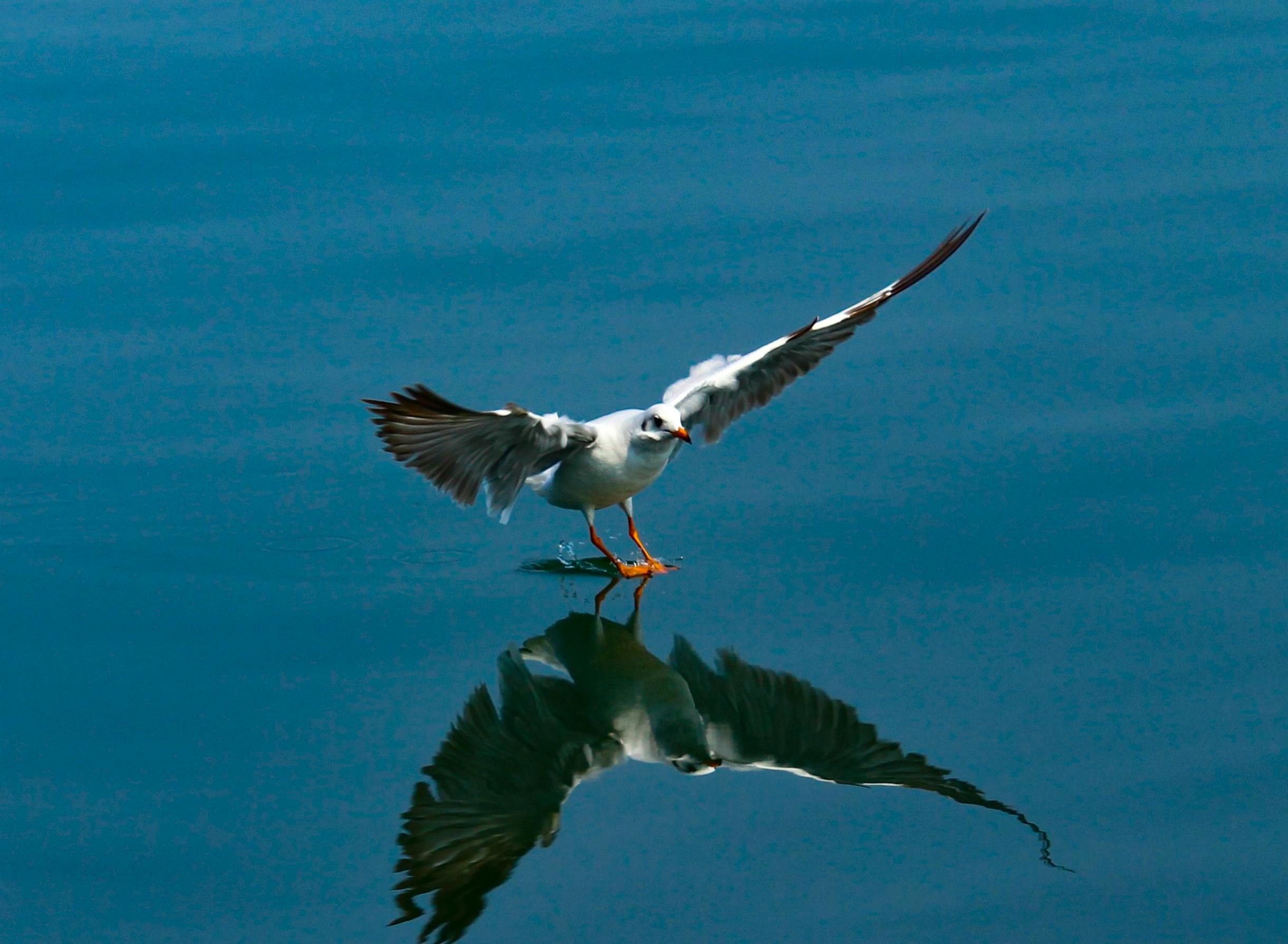 bezplatná Racek elegantně klouže po vodní hladině s dokonalým odrazem. Základová fotografie