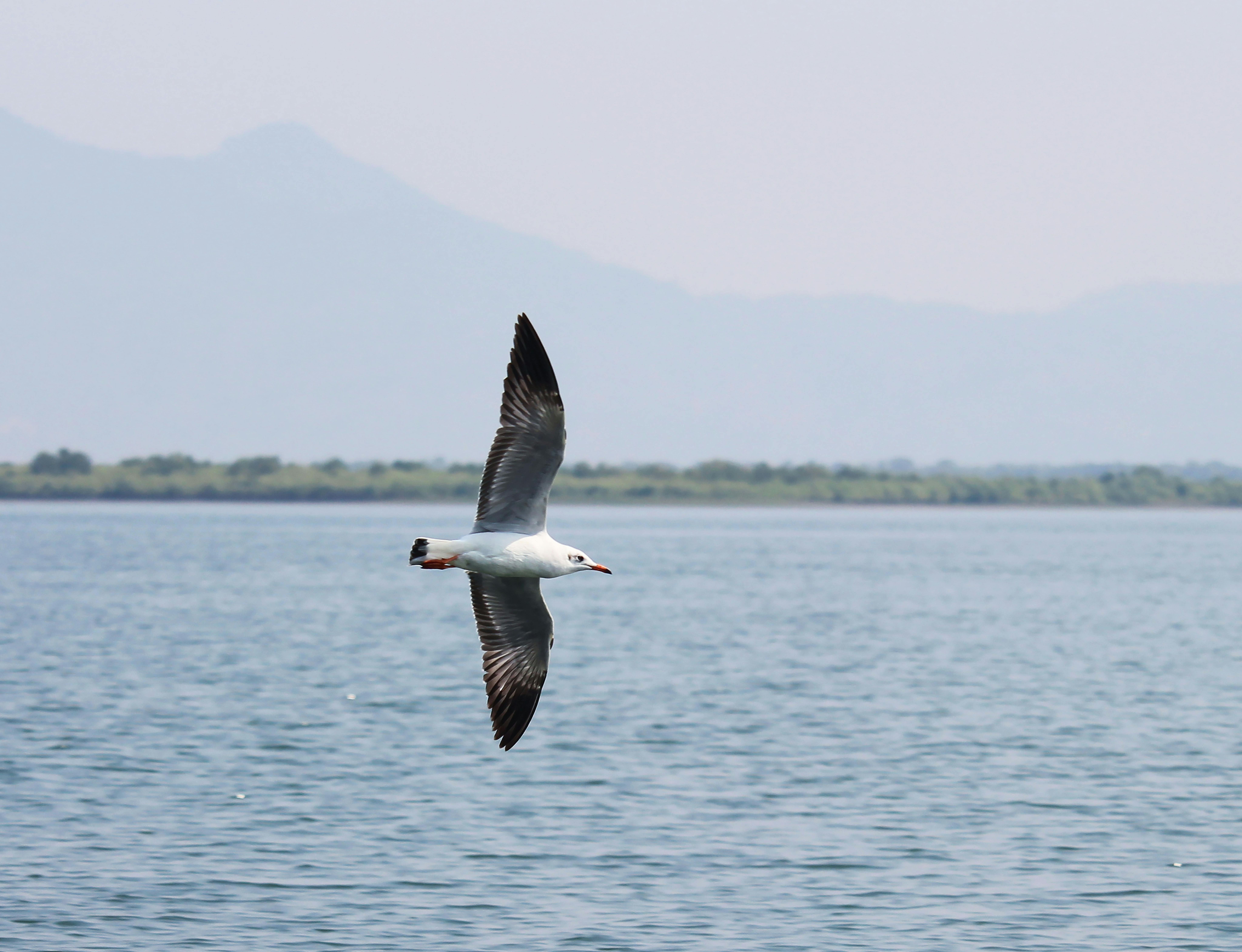 bezplatná Zachycení osamělého racka za letu nad klidnými jezerními vodami s horami v dálce. Základová fotografie