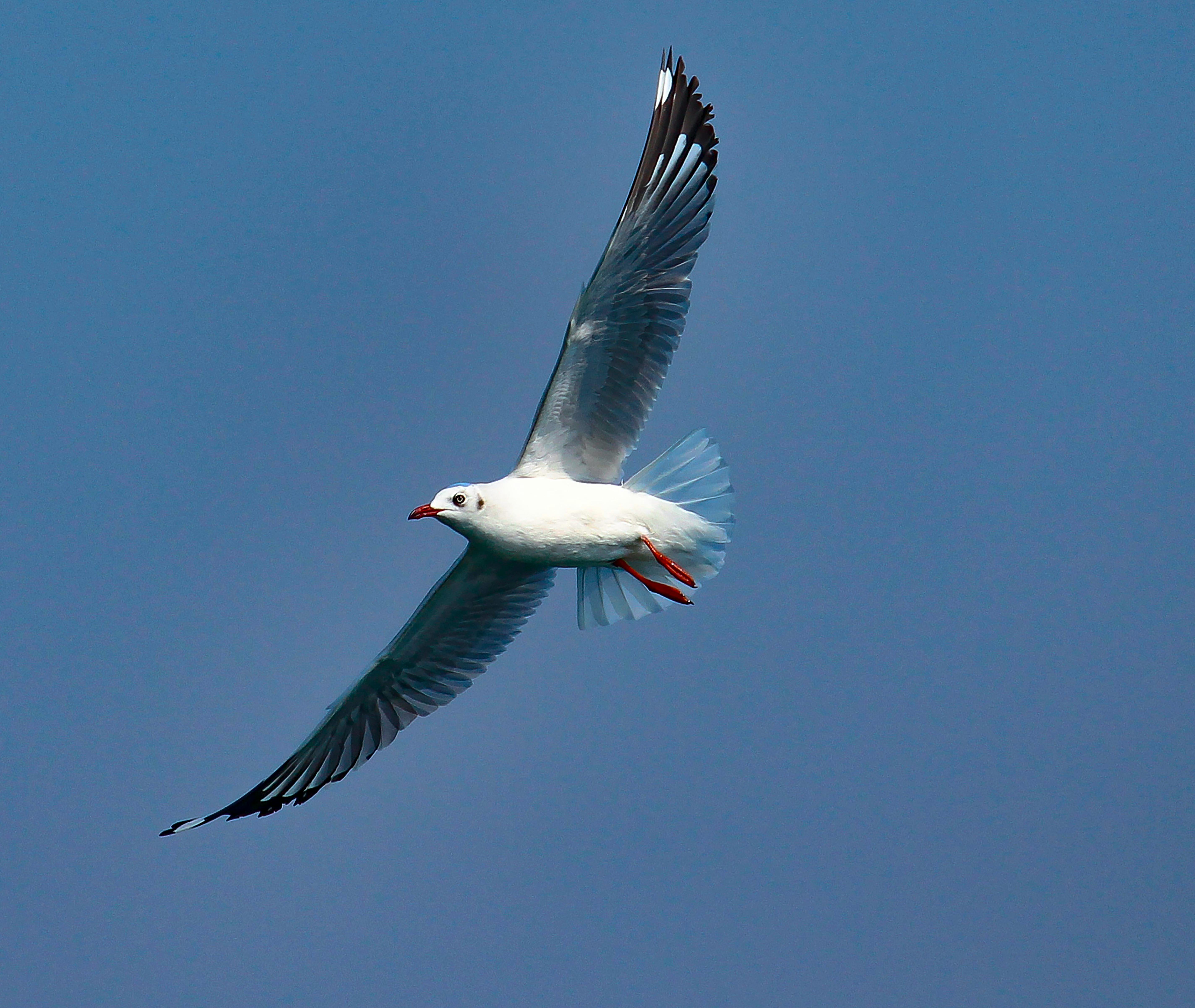 bezplatná Majestátní racek ladně klouže po jasné modré obloze a předvádí svá elegantní rozpětí křídel. Základová fotografie