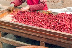 An elderly woman sorts dried red chilies at a wooden table, showcasing traditional methods and cultural heritage.
