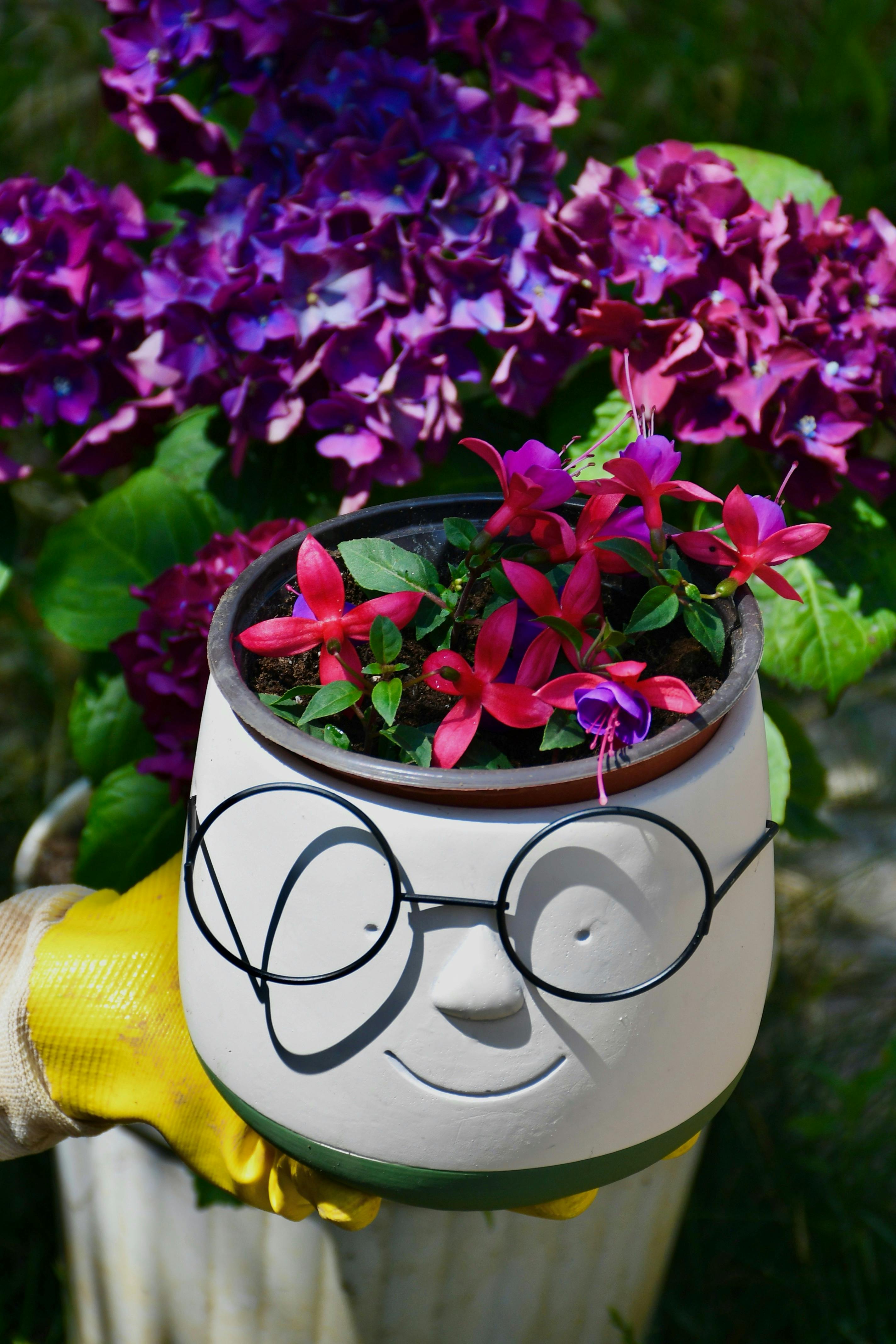 bezplatná Okouzlující květináč se sklenicemi, v němž svítí zářivé květy fuchsie, obklopený hortenziemi na slunci. Základová fotografie