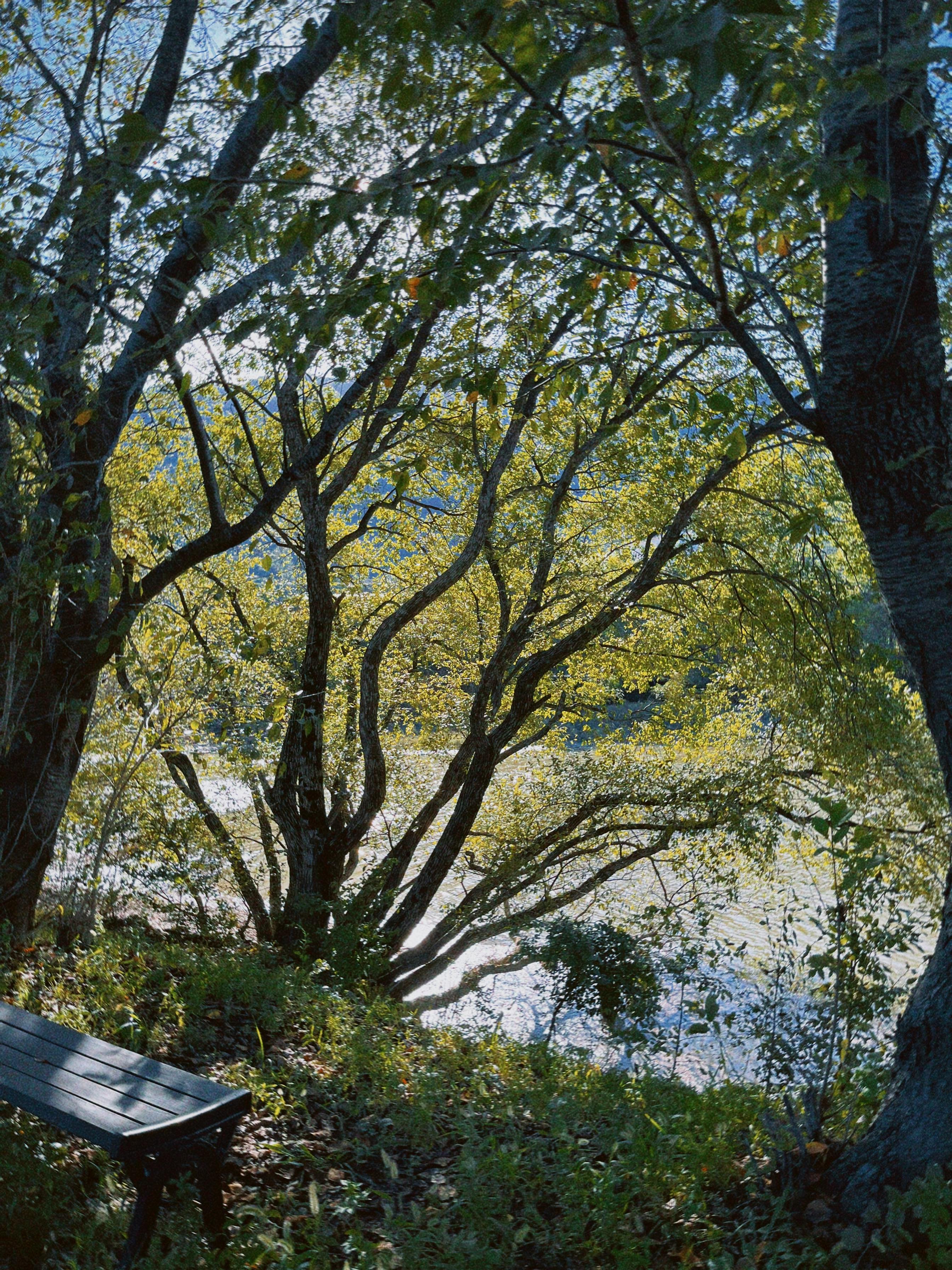 ingyenes Egy békés folyóparti jelenet Dél-Koreában, napsütötte fákkal és egy fapaddal. Stockfotó