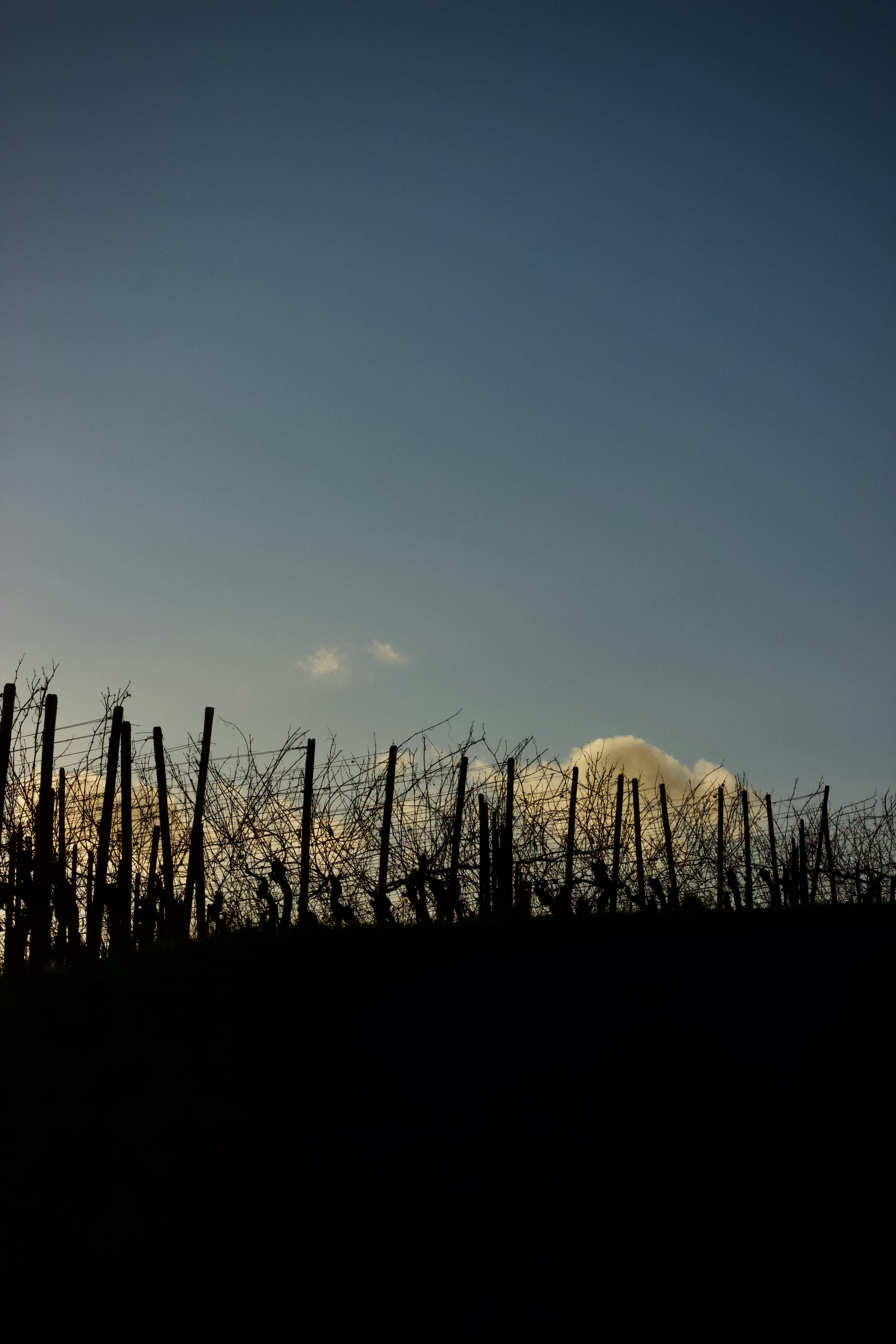 免费 下田, 农业领域, 划船 的 免费素材图片 素材图片