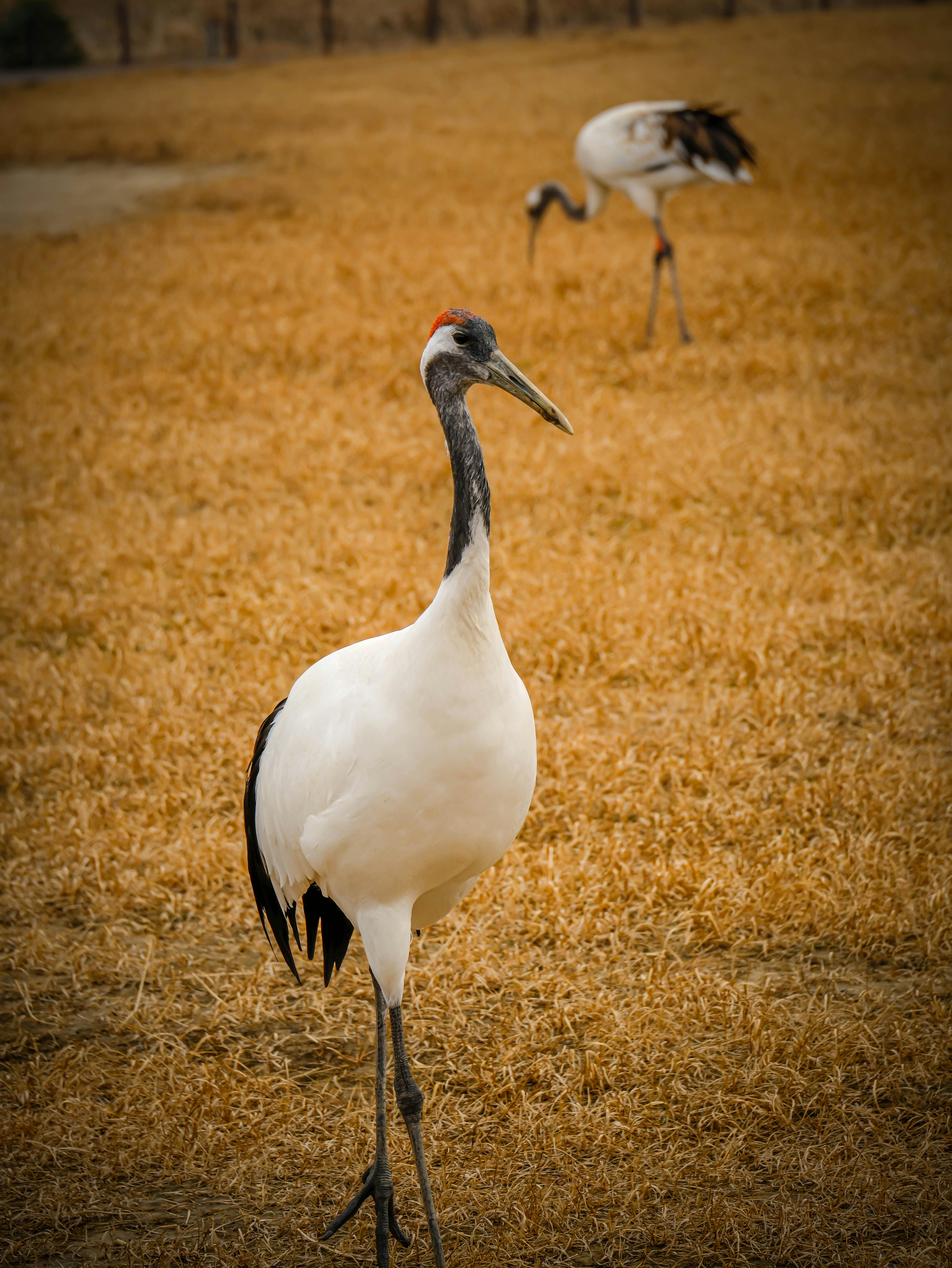 Zadarmo Fotobanka s bezplatnými fotkami na tému ázijský vták, biele perie, biodiverzita Fotka z fotobanky
