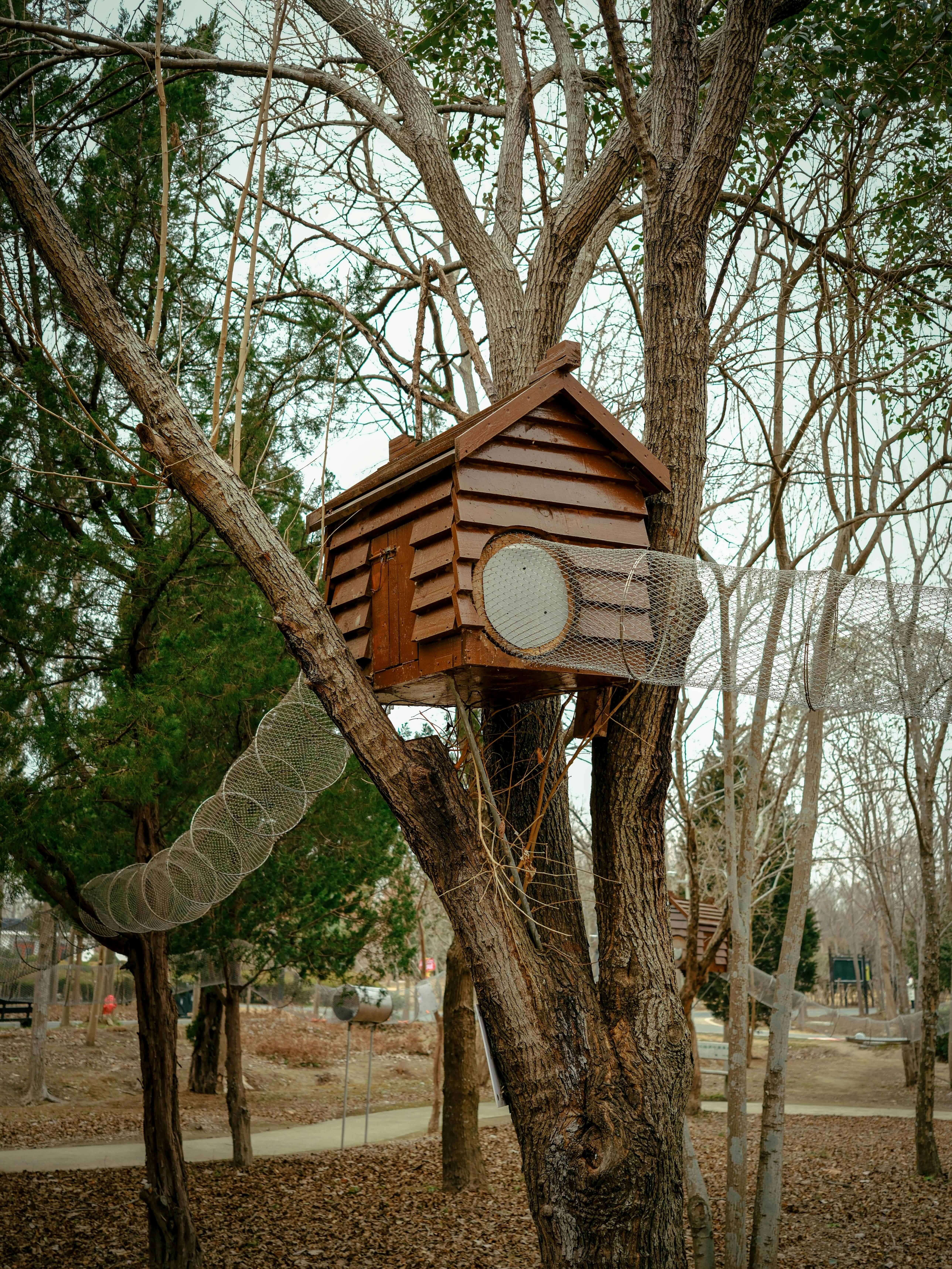 Zadarmo Rustikálny drevený domček na strome zasadený do pokojného lesa, prepojený sieťovým tunelom. Fotka z fotobanky