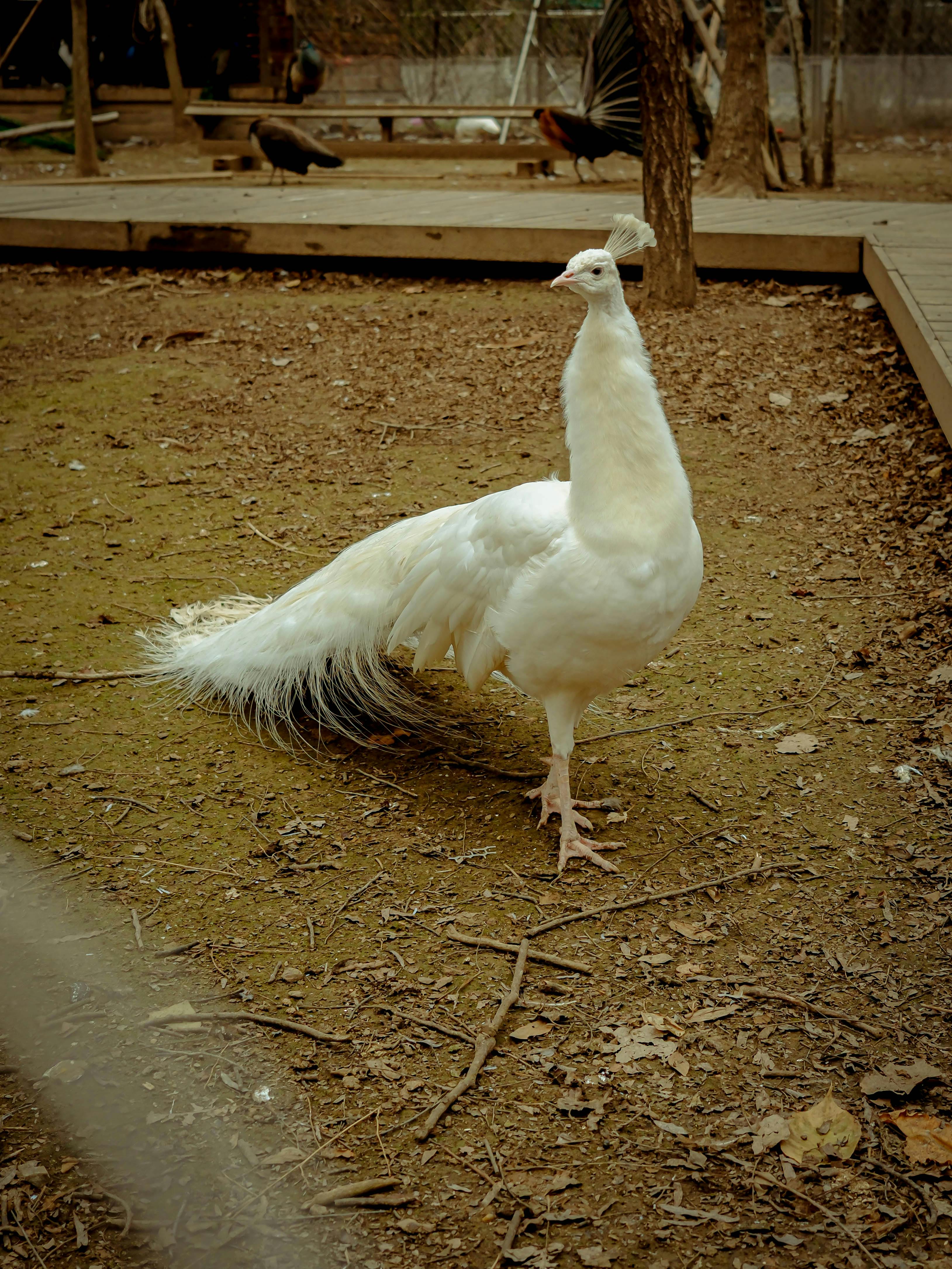 ingyenes Egy feltűnő fehér páva kecsesen áll egy kültéri környezetben, tollazatát mutogatva. Stockfotó