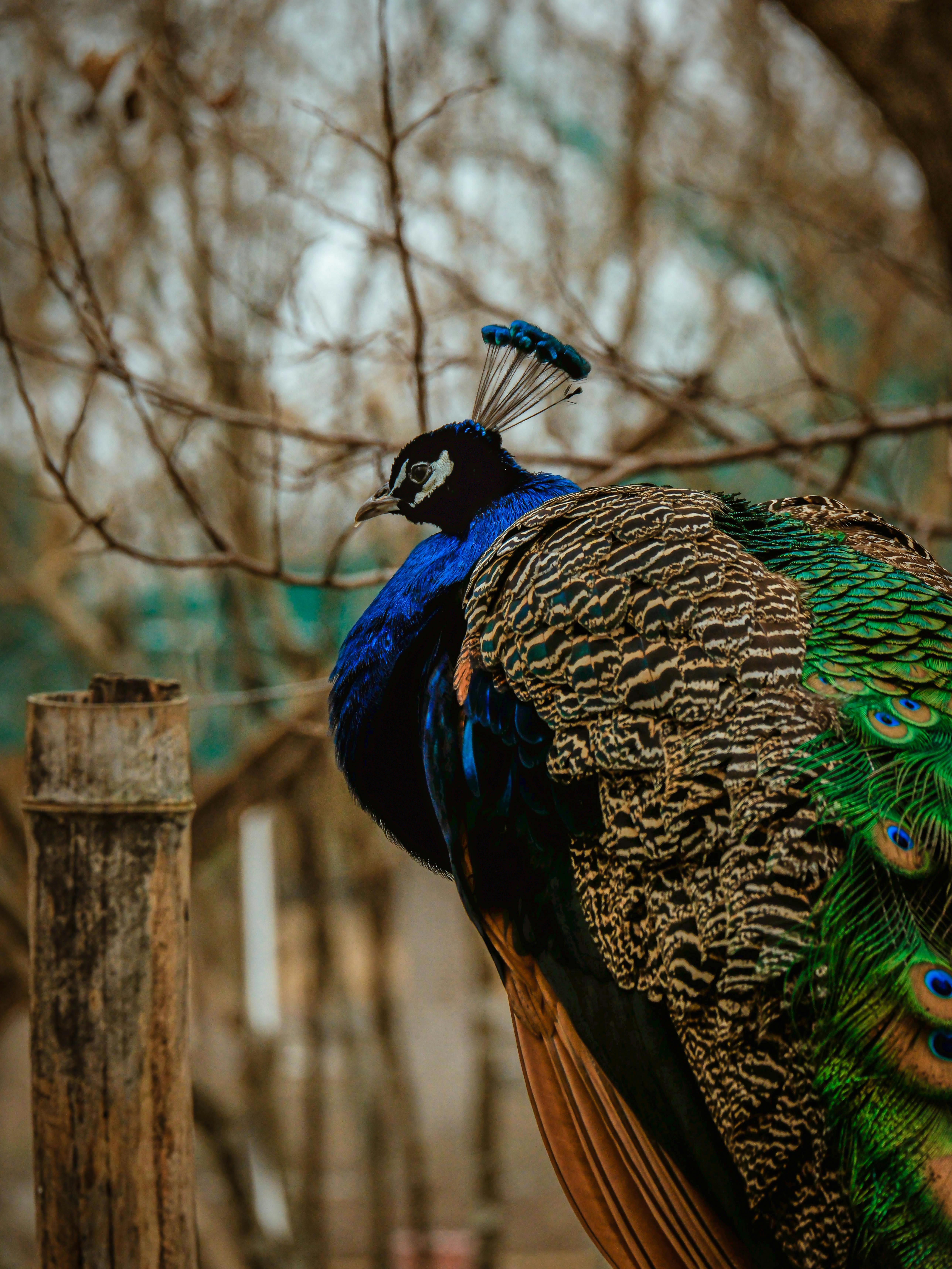 ฟรี นกยูงตัวผู้สีสันสดใสอวดขนสวยงามท่ามกลางต้นไม้ที่ไร้ใบกลางแจ้ง คลังภาพถ่าย