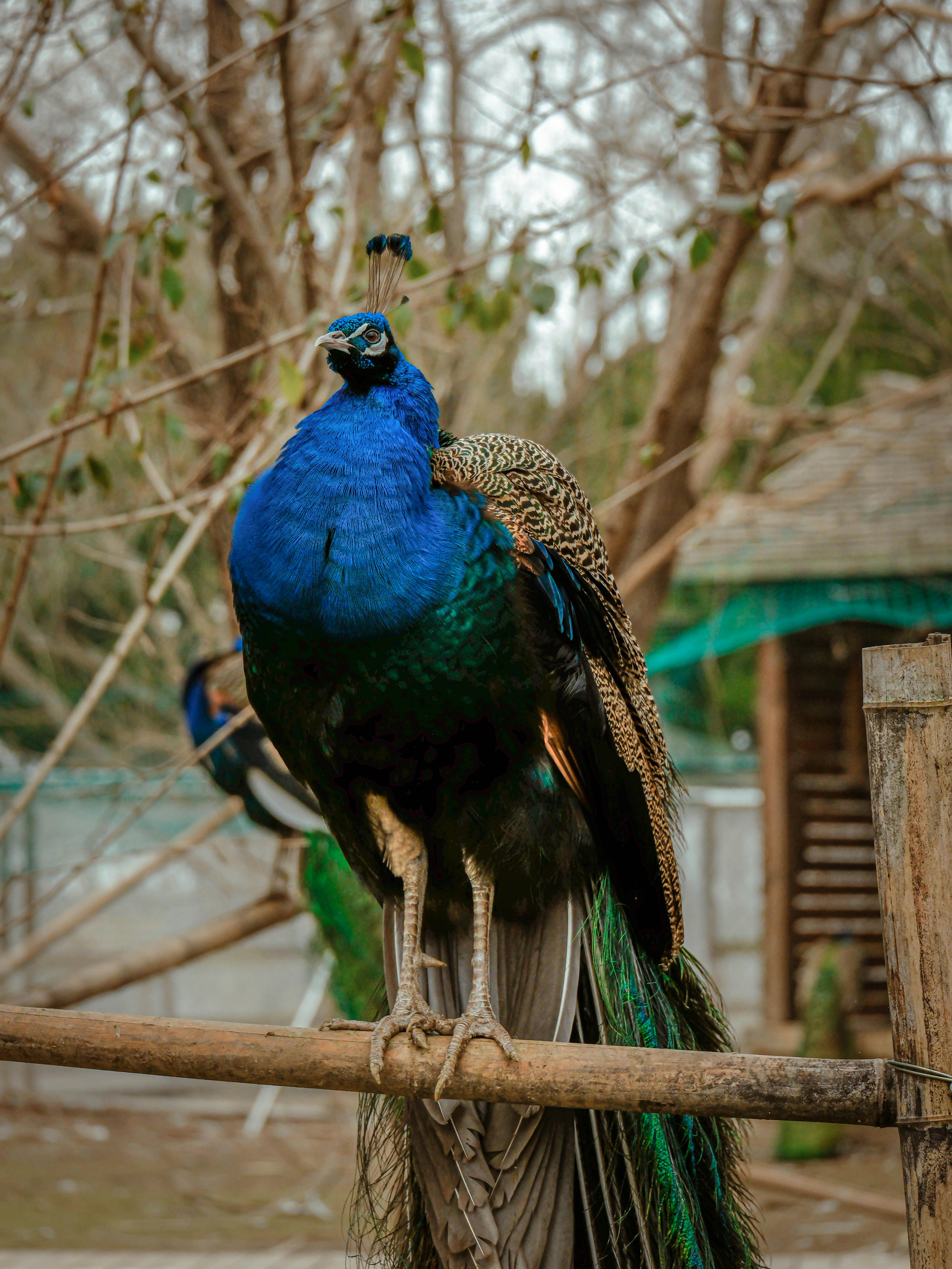 Zadarmo Živý páv sediaci na drevenej vetve v prírodnom vonkajšom prostredí Fotka z fotobanky
