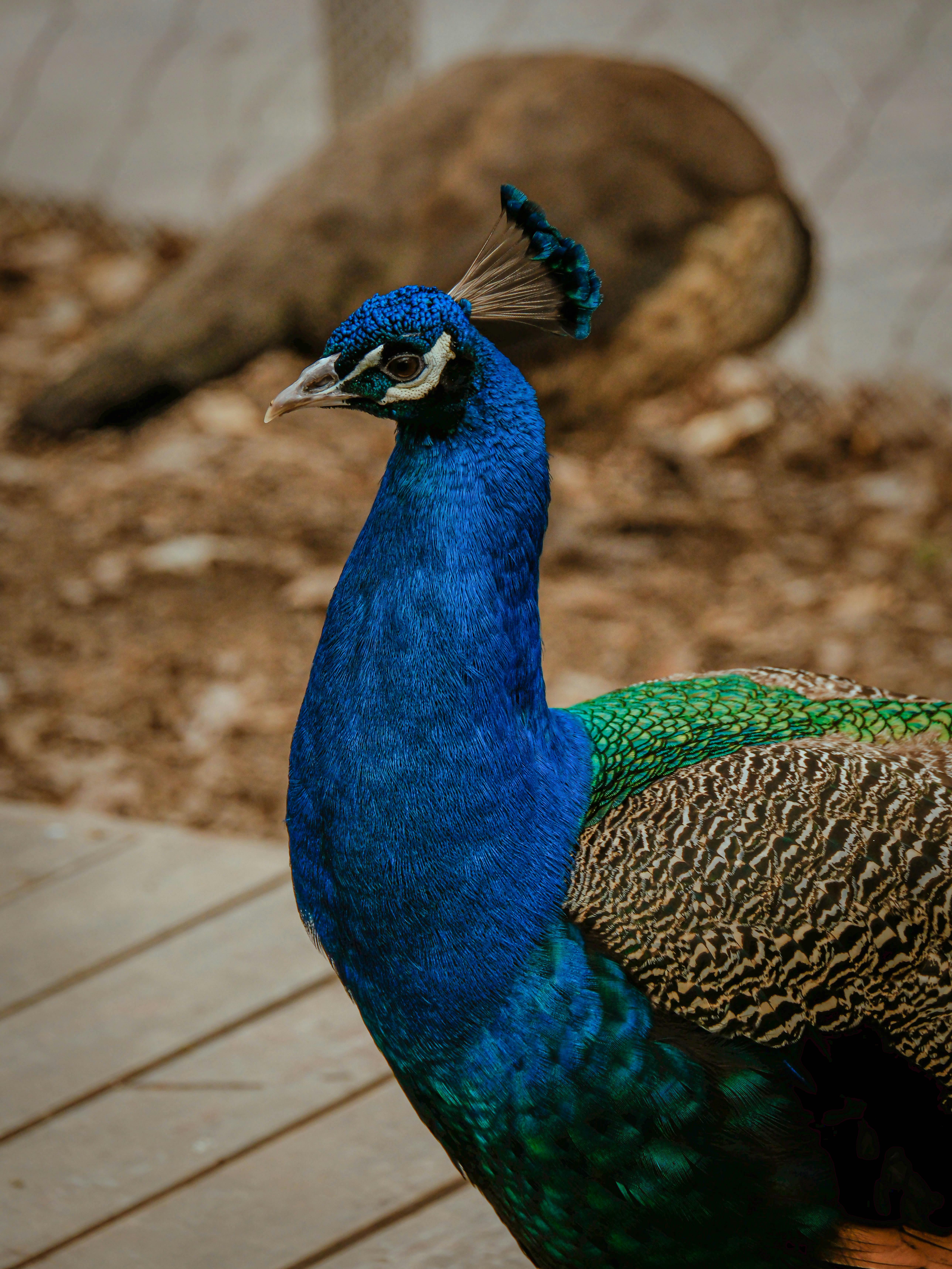 Zadarmo Majestátny páv predvádzajúci svoje žiarivé operenie vo vonkajšom prostredí. Fotka z fotobanky